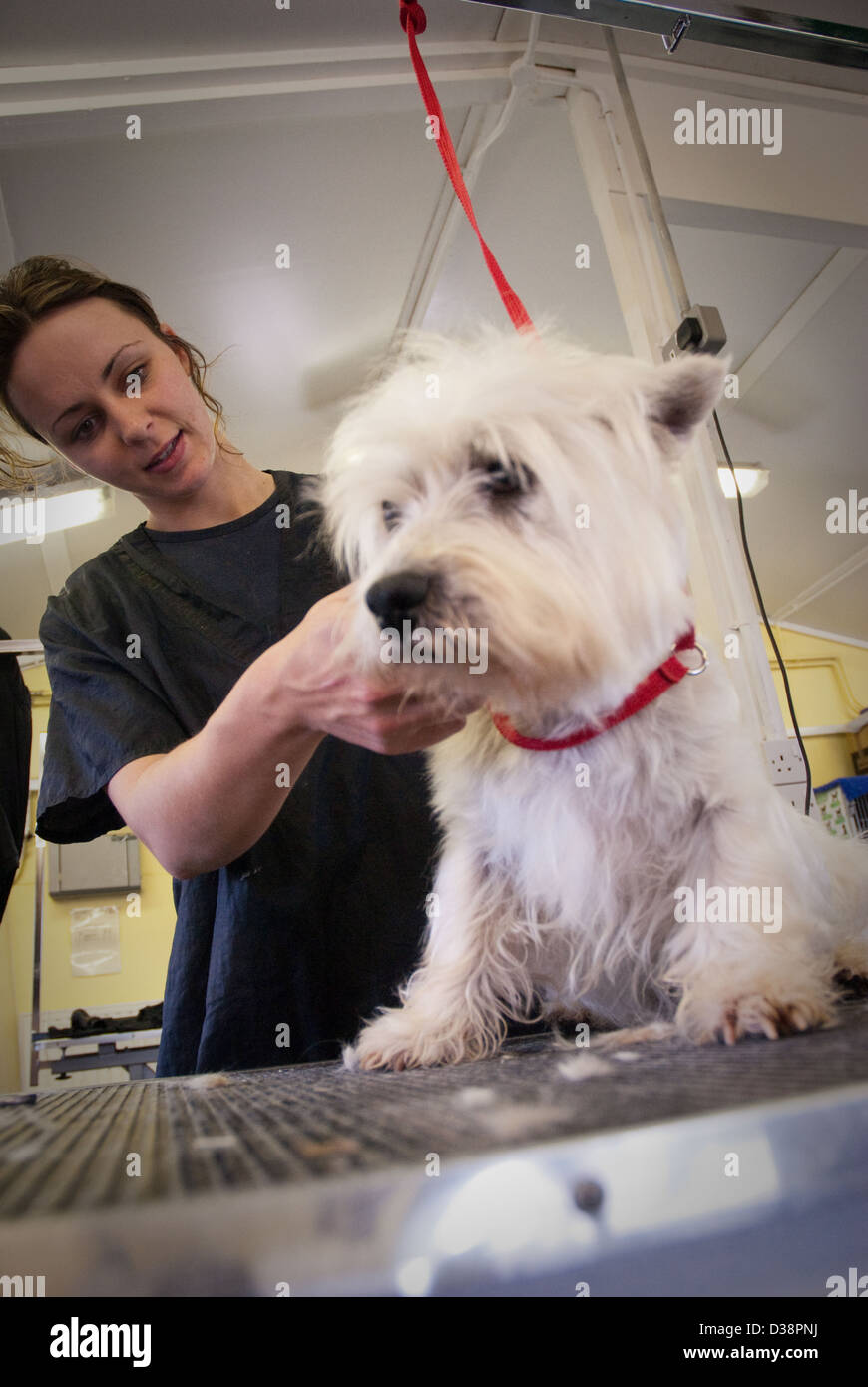 Dogs being groomed in a dog grooming parlour Stock Photo - Alamy