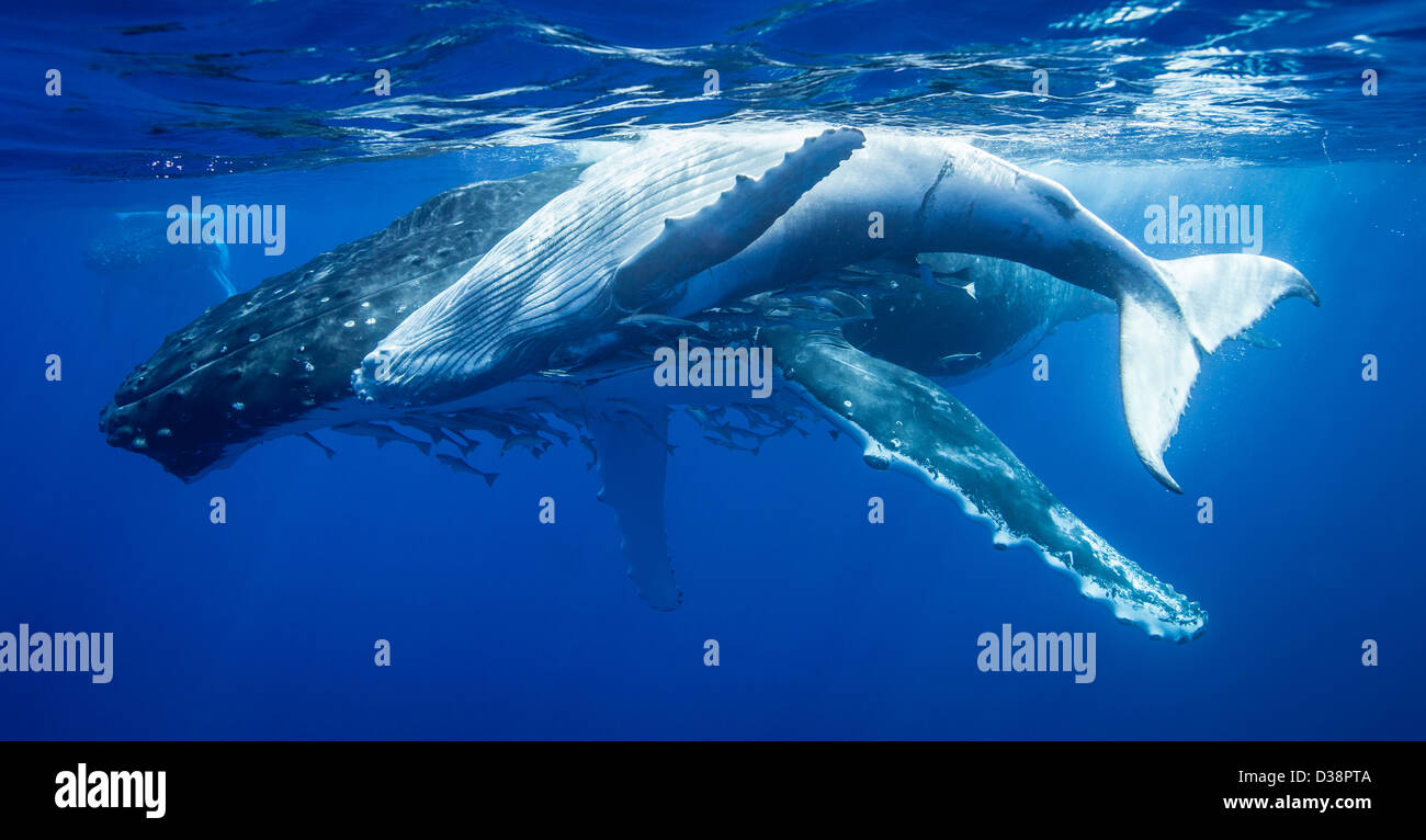 Humpback whales swimming underwater Stock Photo