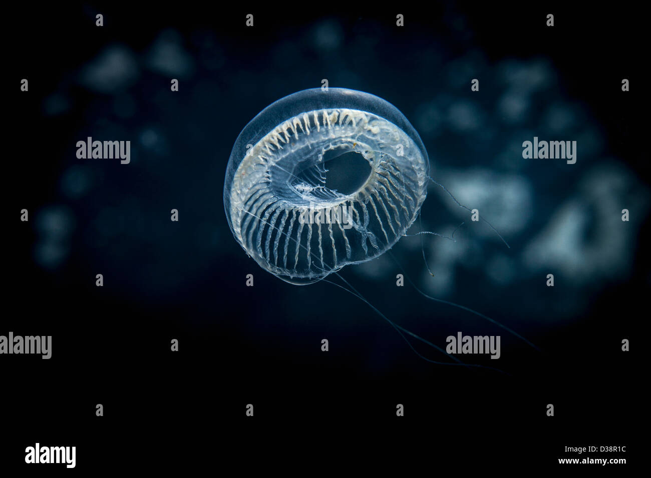 Jellyfish swimming underwater Stock Photo
