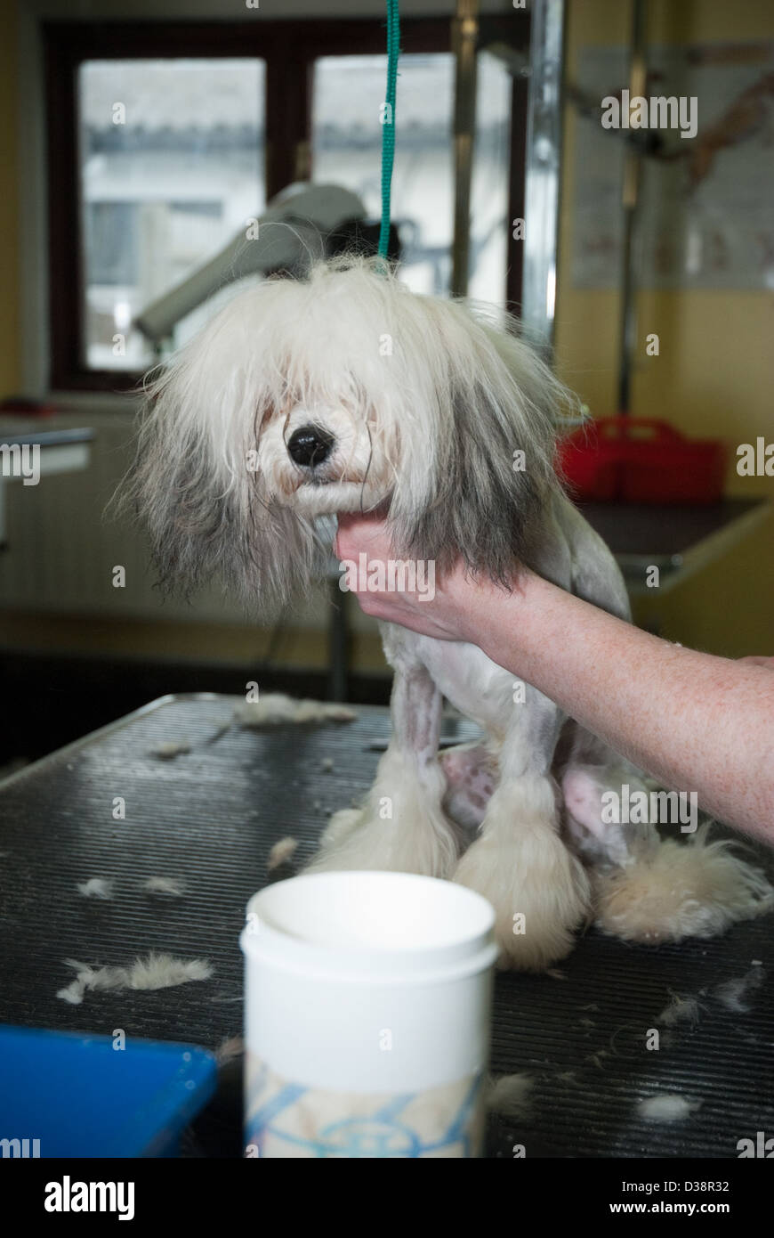 dog grooming parlour