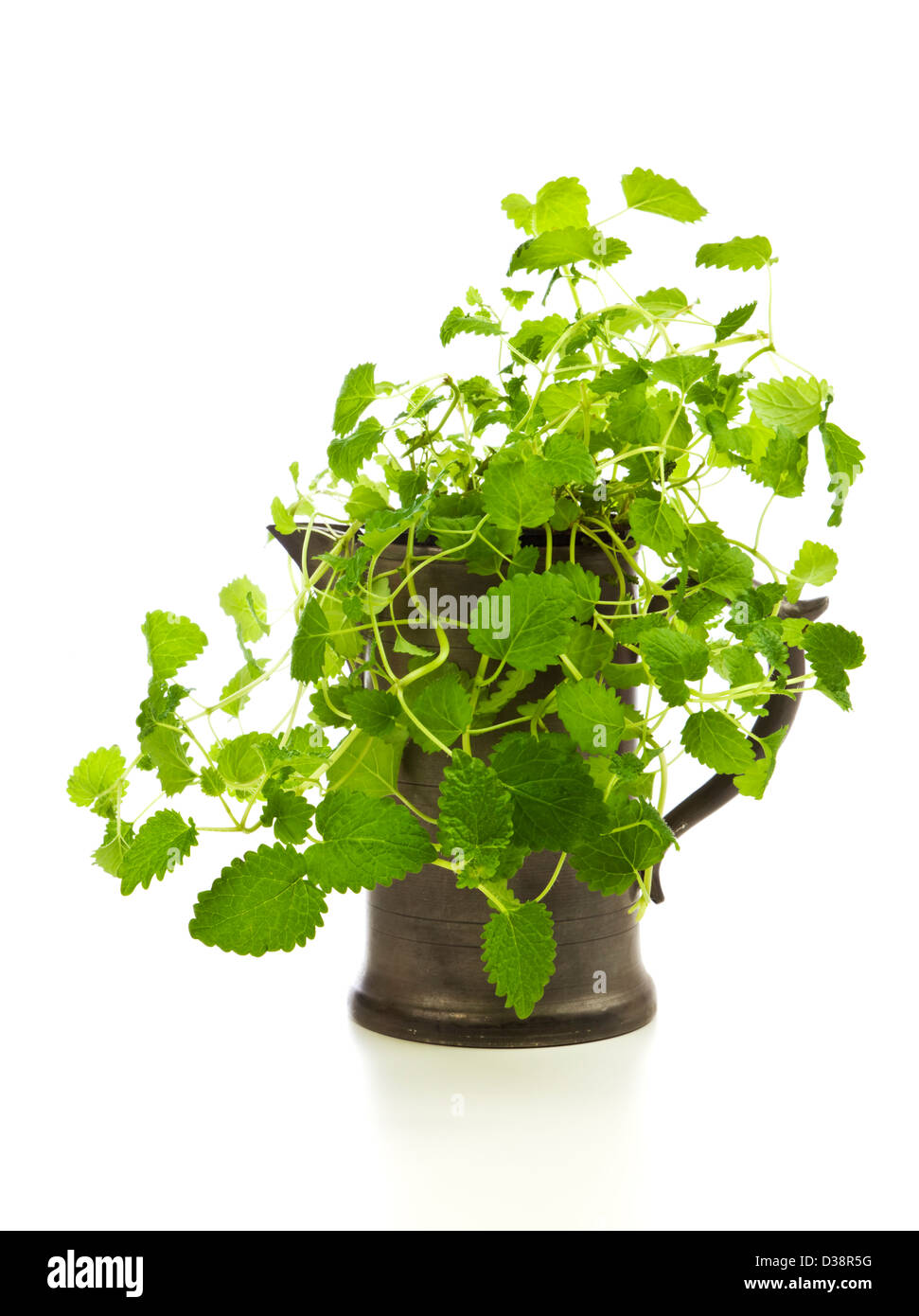 lemon balm plant in a pewter jug isolated on white background Stock Photo