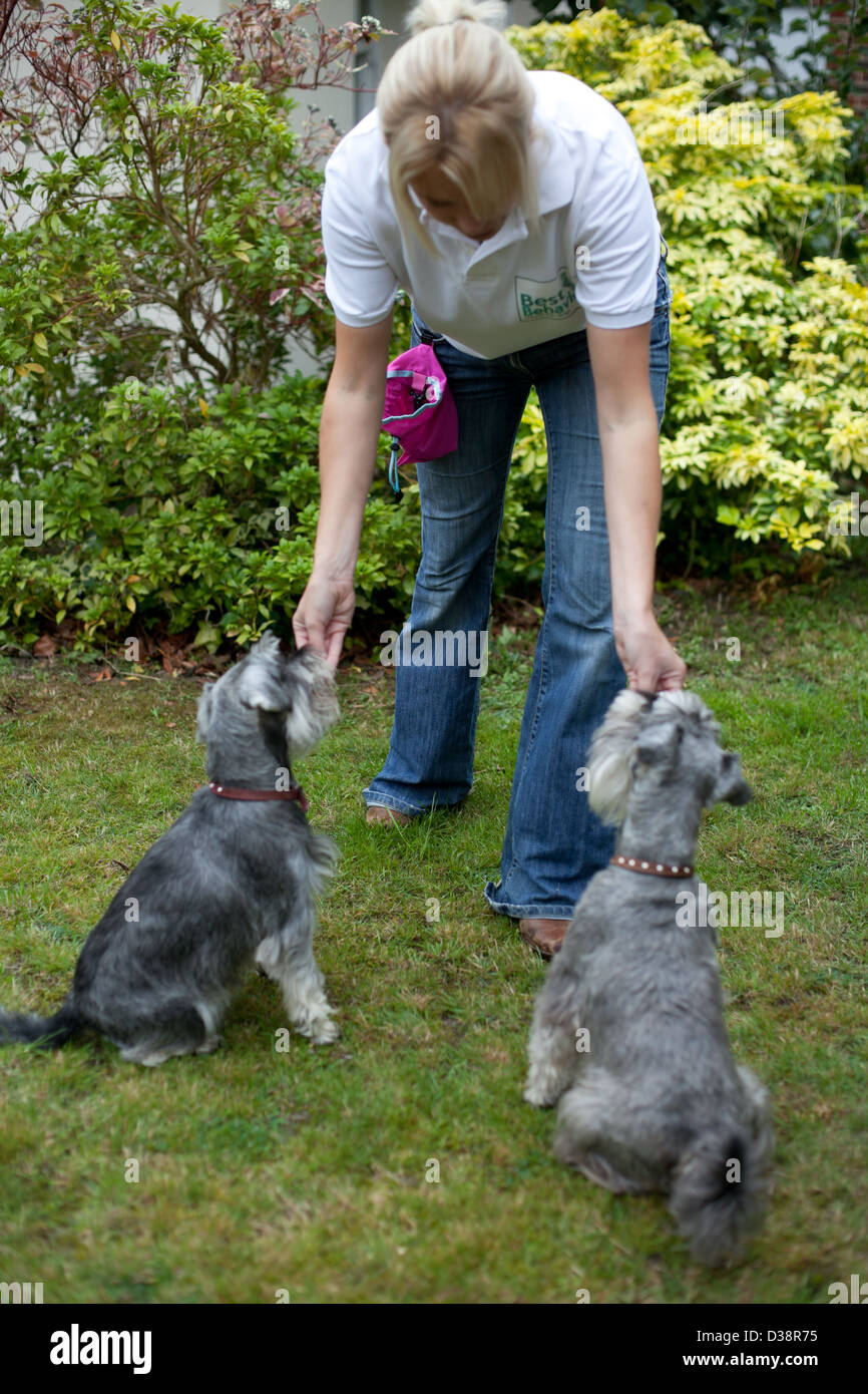 Dog obedience training Stock Photo