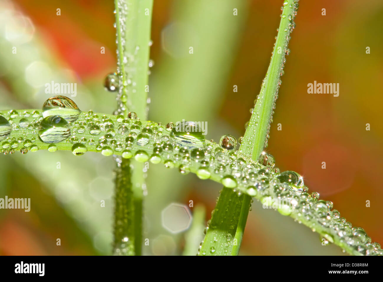 Pure drops of dew on blades of green grass Stock Photo - Alamy