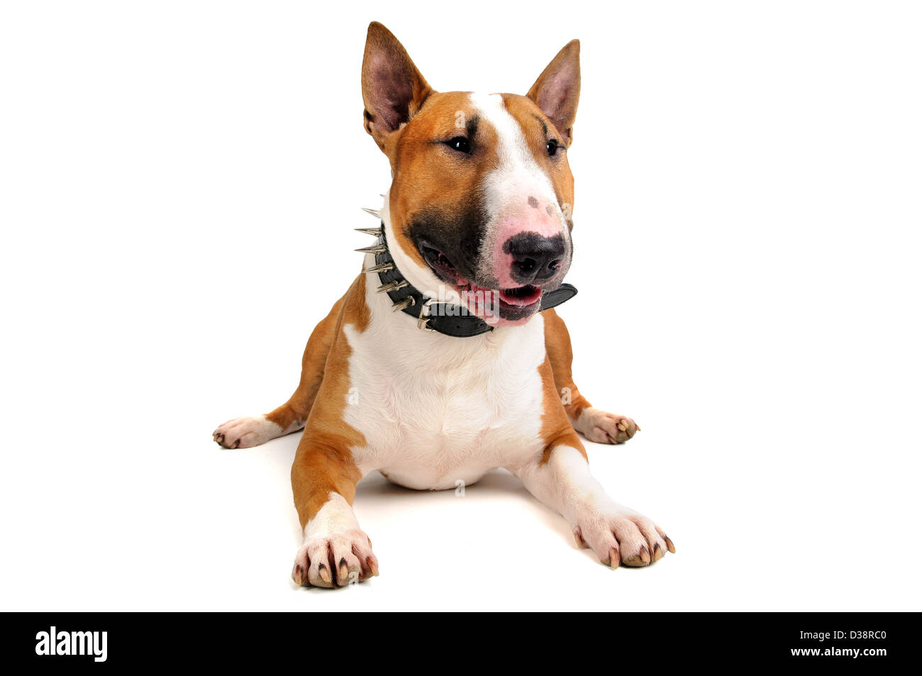 Beautiful young Bull Terrier isolated in white Stock Photo
