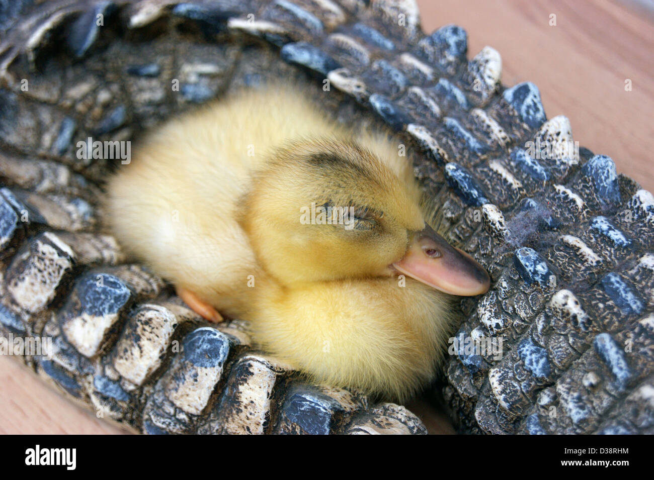 Sleepy duckling hires stock photography and images Alamy