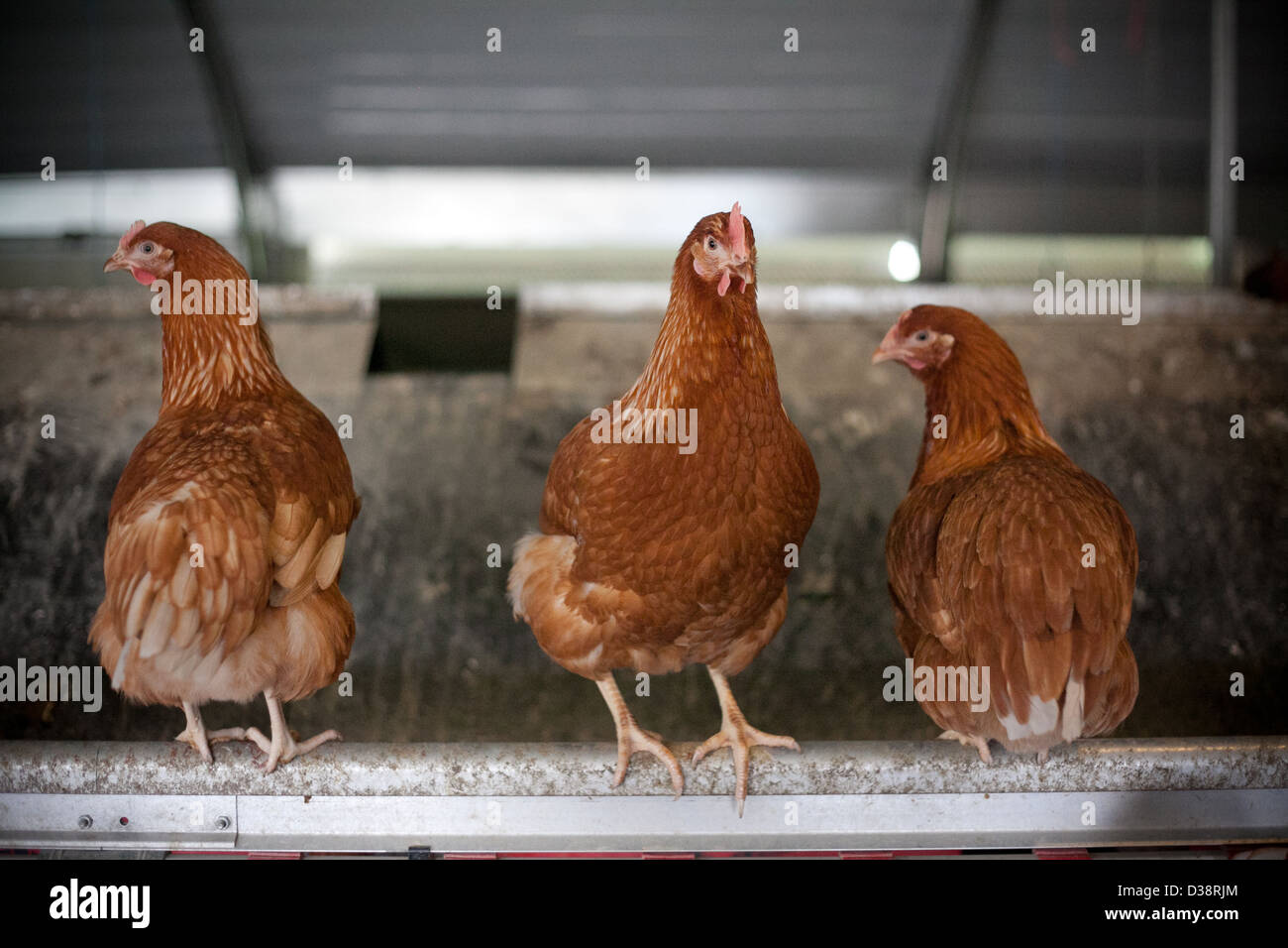 A free-range egg farm in Kent UK Stock Photo