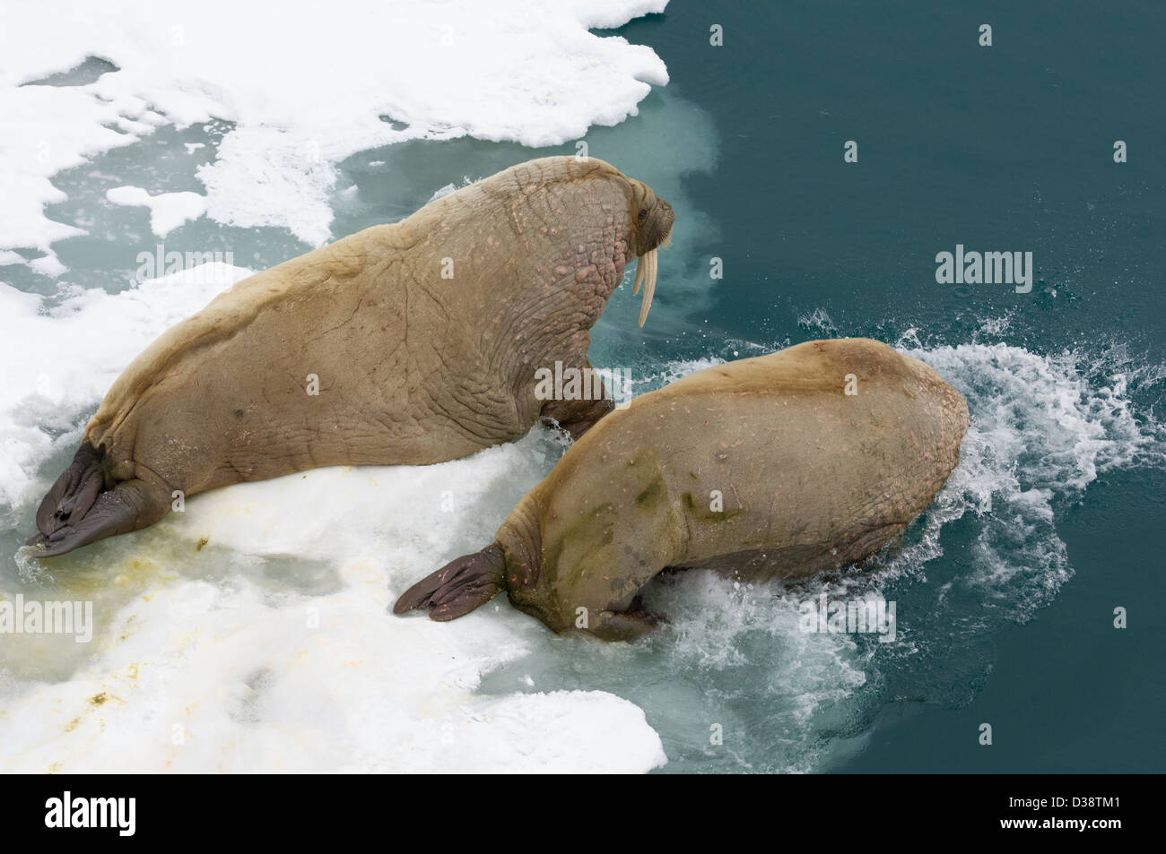 Ice Diving Arctic High Resolution Stock Photography and Images Alamy