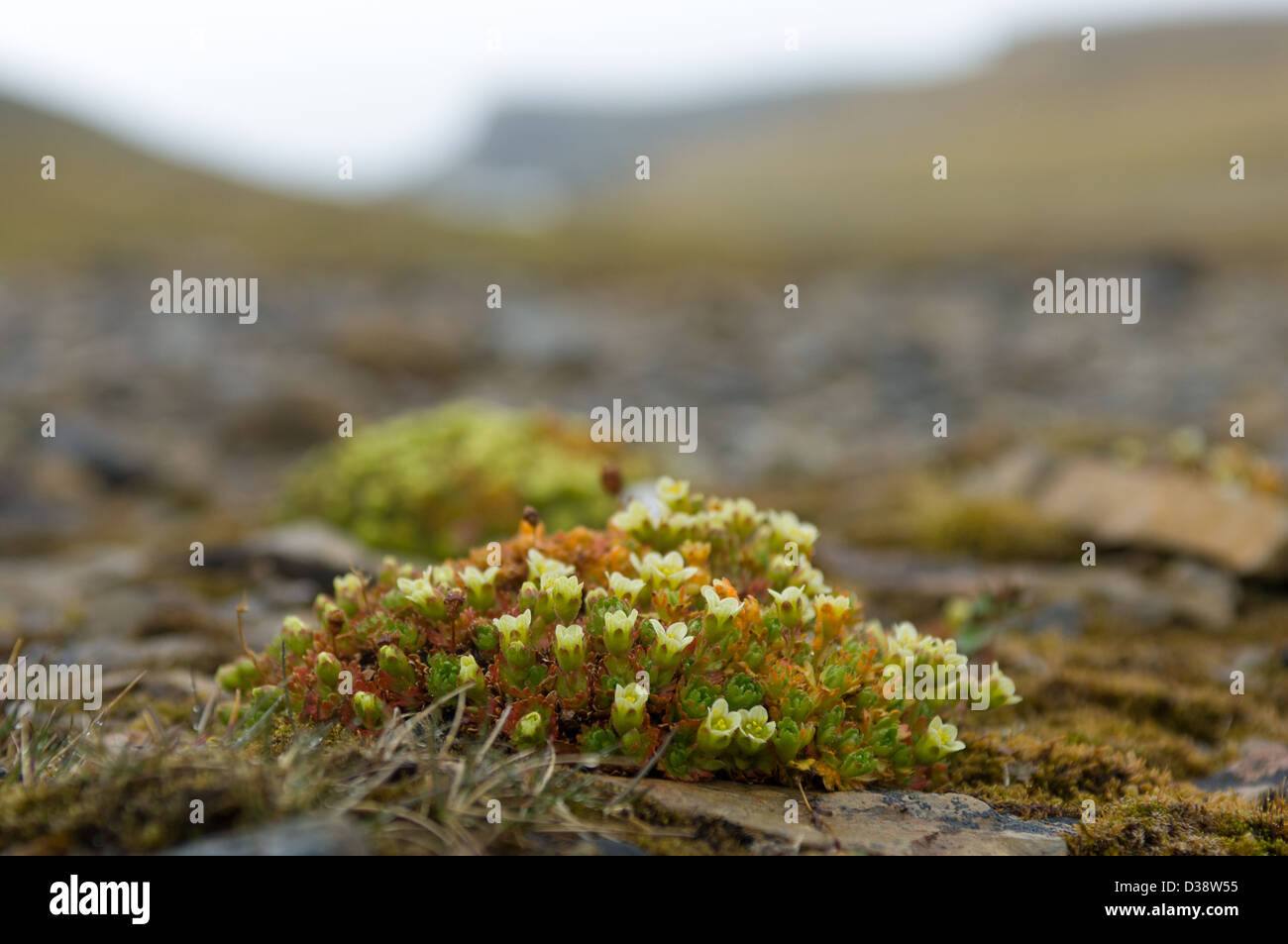 Tufted saxifrage (Saxifraga cespitosa) flowering, Valrossbukta, Bear Island (Bjørnøya), Svalbard Archipelago, Norway Stock Photo