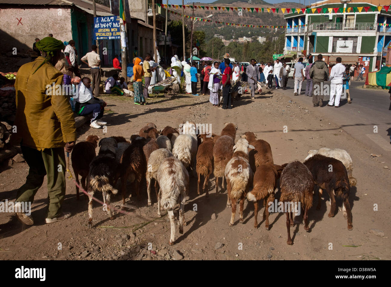 Ethiopian sheep hires stock photography and images Alamy