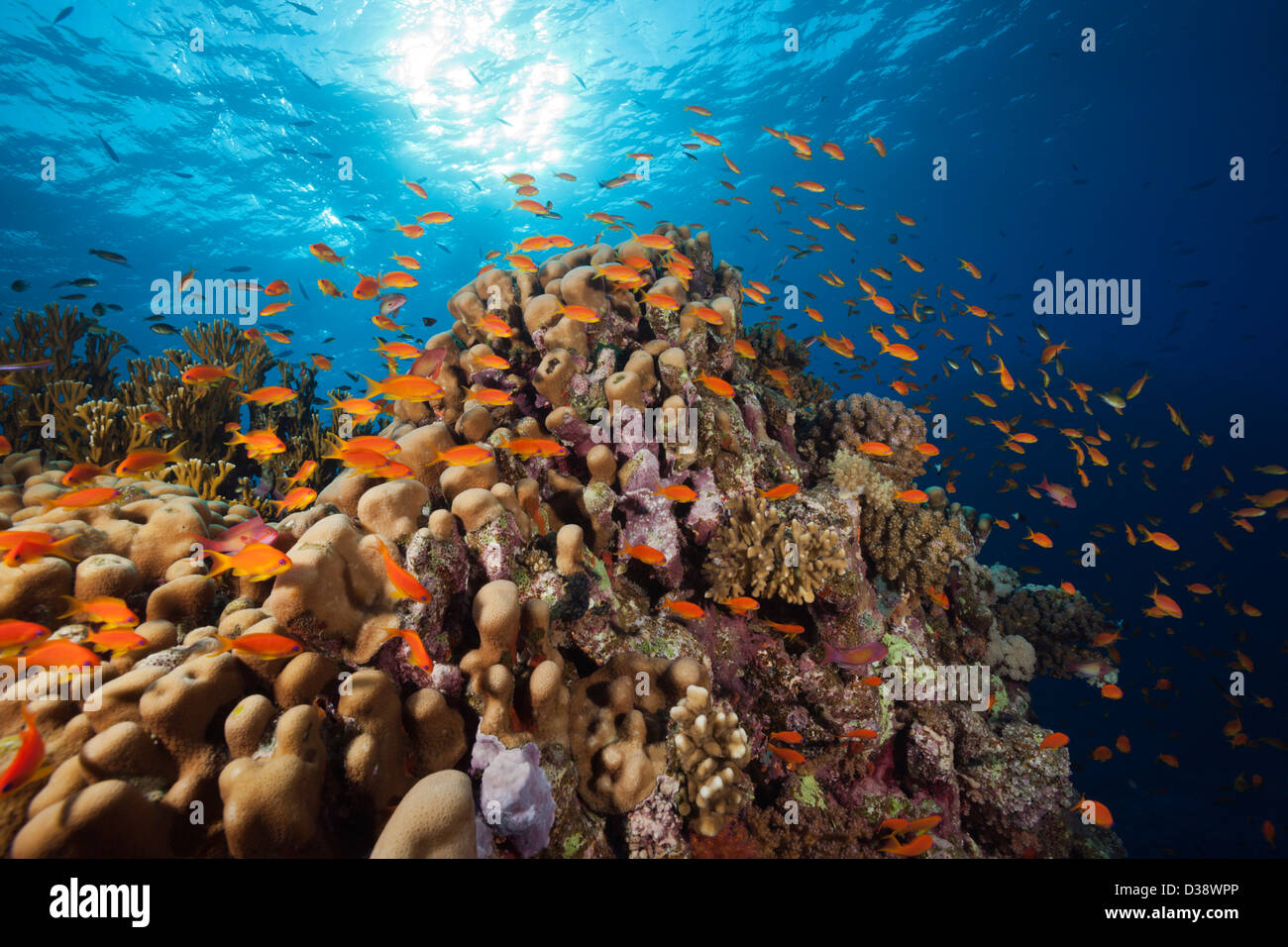 Lyretail Anthias over Reef, Pseudanthias squamipinnis, St. Johns, Red Sea, Egypt Stock Photo