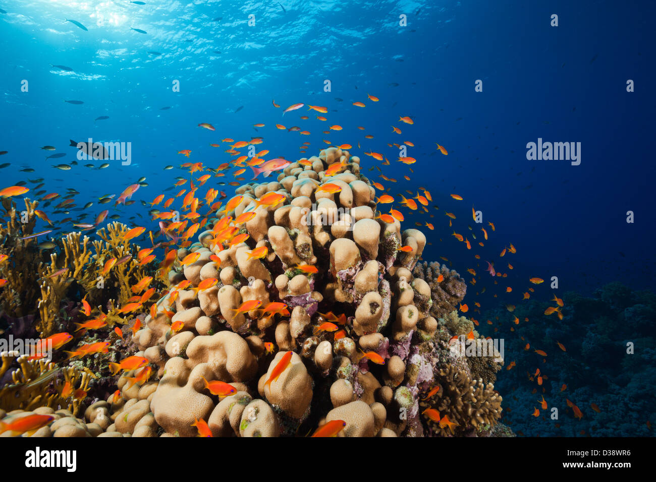 Lyretail Anthias over Reef, Pseudanthias squamipinnis, St. Johns, Red Sea, Egypt Stock Photo