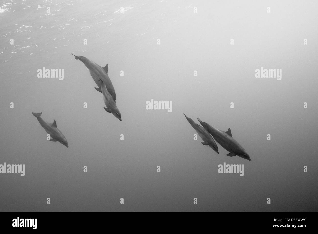 Group of Bottlenose Dolphin, Tursiops truncatus, Rocky Island, Red Sea, Egypt Stock Photo
