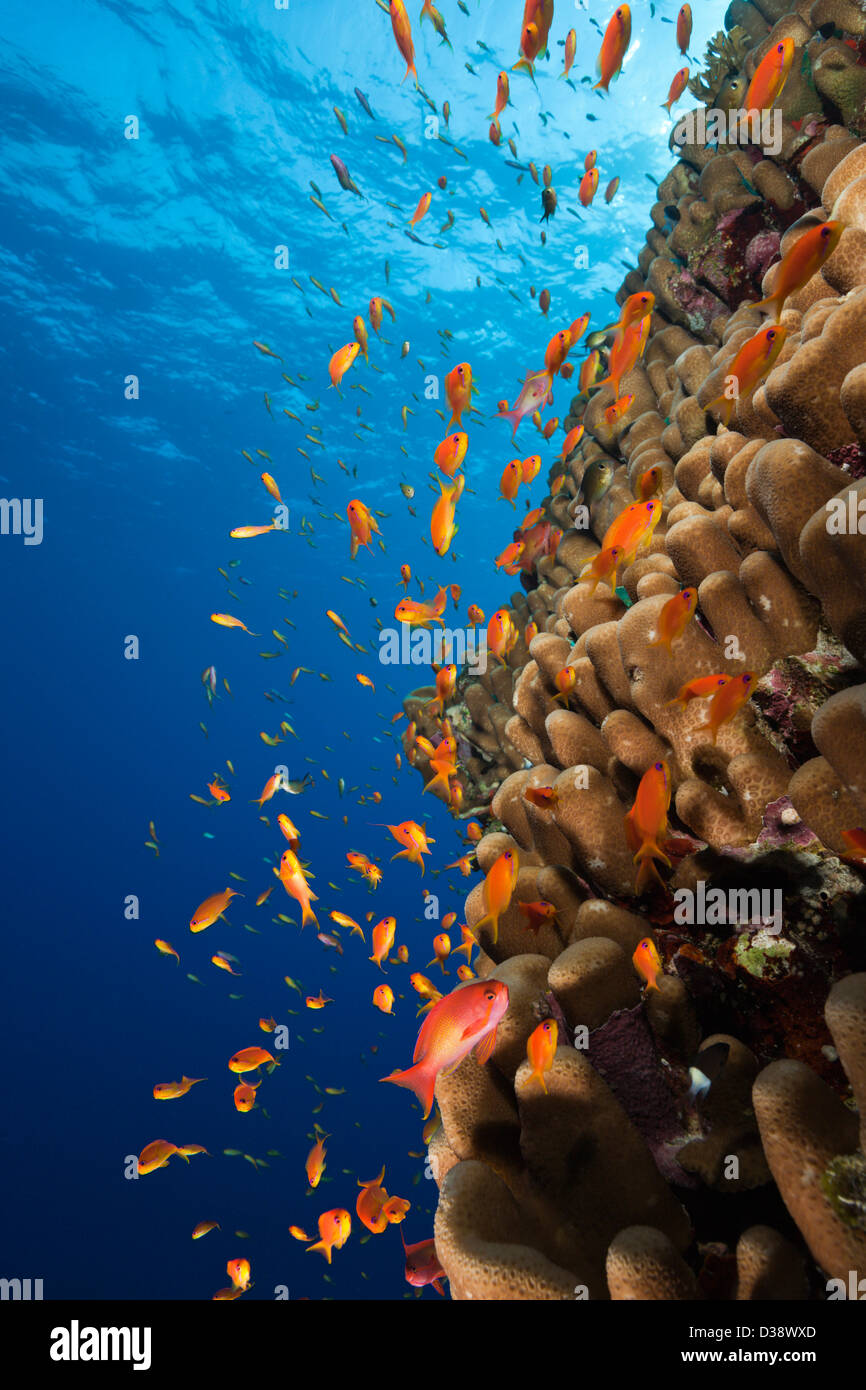 Lyretail Anthias over Reef, Pseudanthias squamipinnis, Rocky Island, Red Sea, Egypt Stock Photo