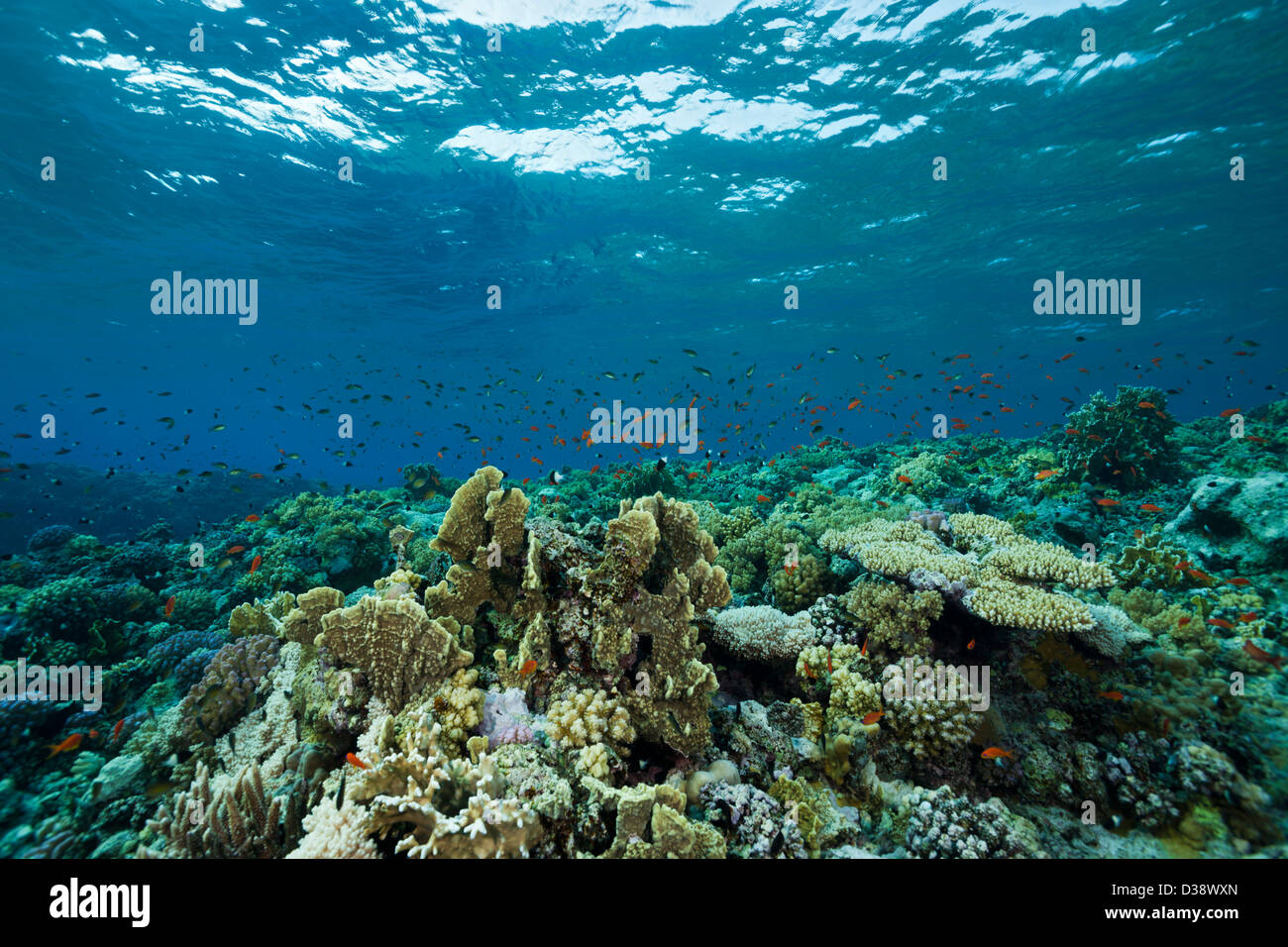 Coral on Reef Top, Rocky Island, Red Sea, Egypt Stock Photo