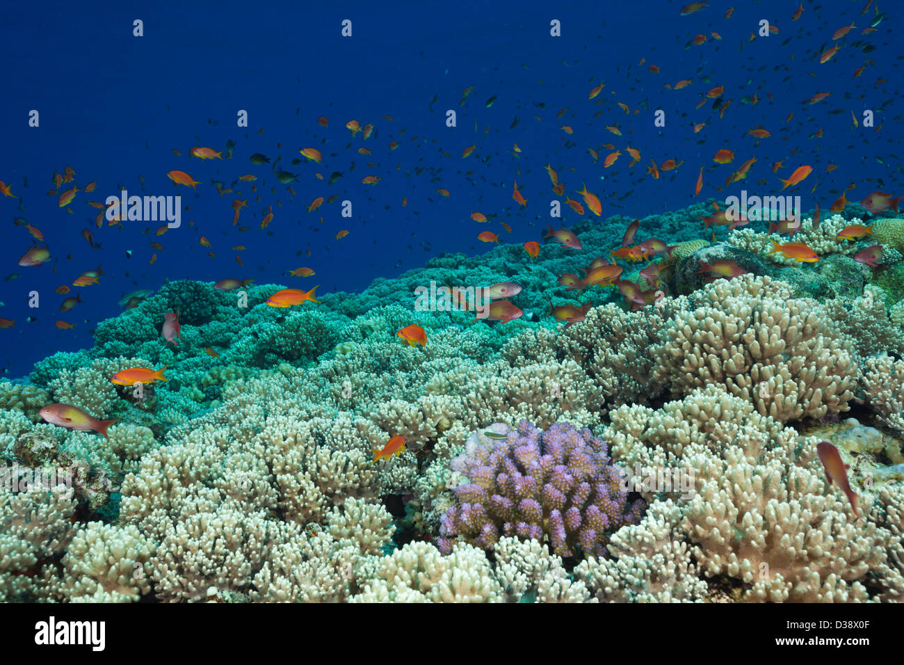 Lyretail Anthias over Reef Top, Pseudanthias squamipinnis, St. Johns, Red Sea, Egypt Stock Photo