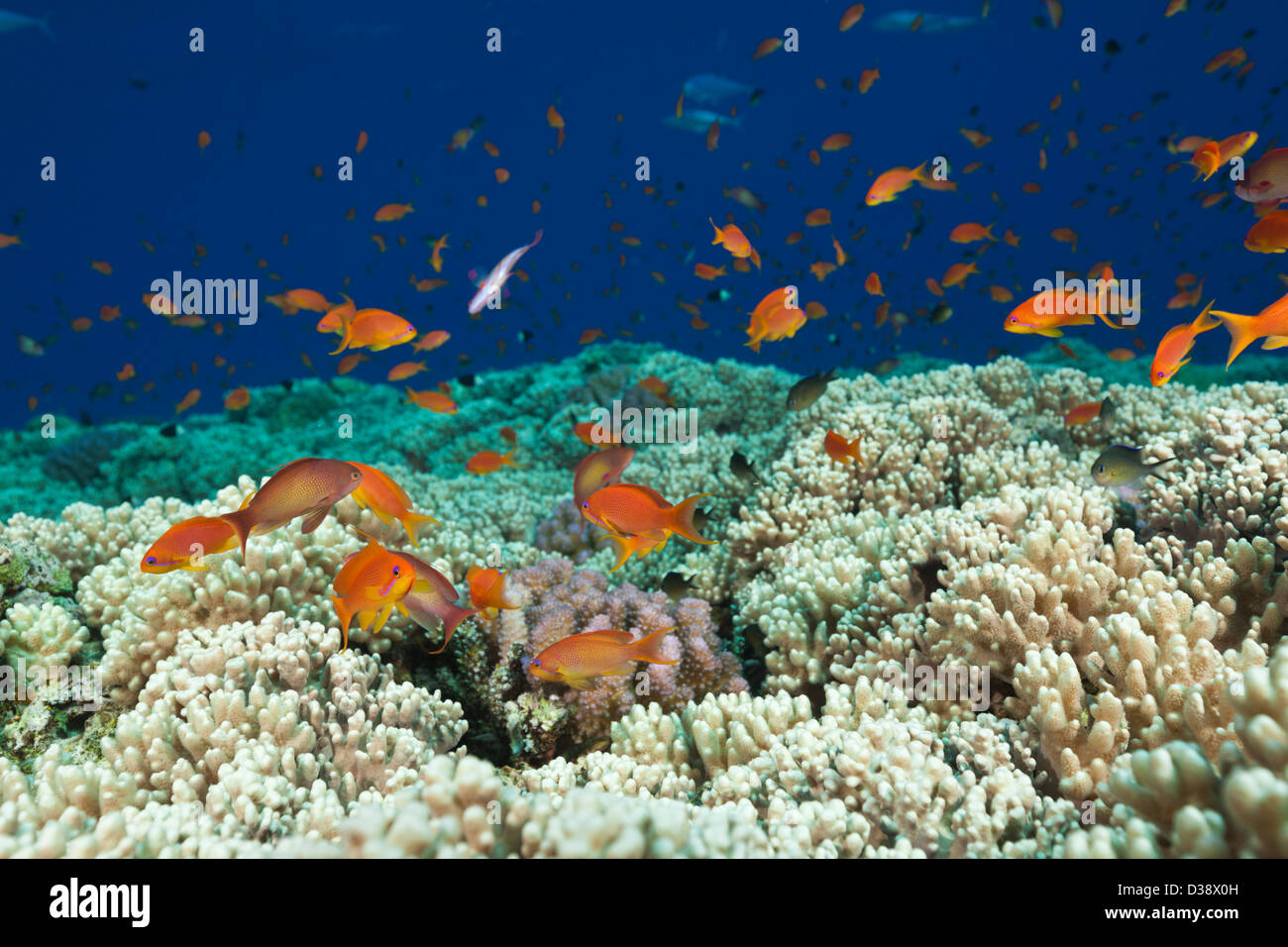 Lyretail Anthias over Reef Top, Pseudanthias squamipinnis, St. Johns, Red Sea, Egypt Stock Photo