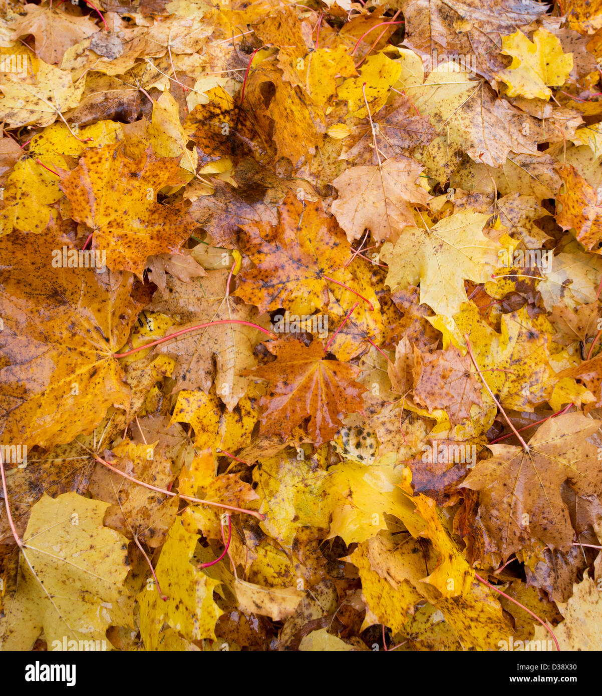 Fallen maple leaves at Autumn Stock Photo