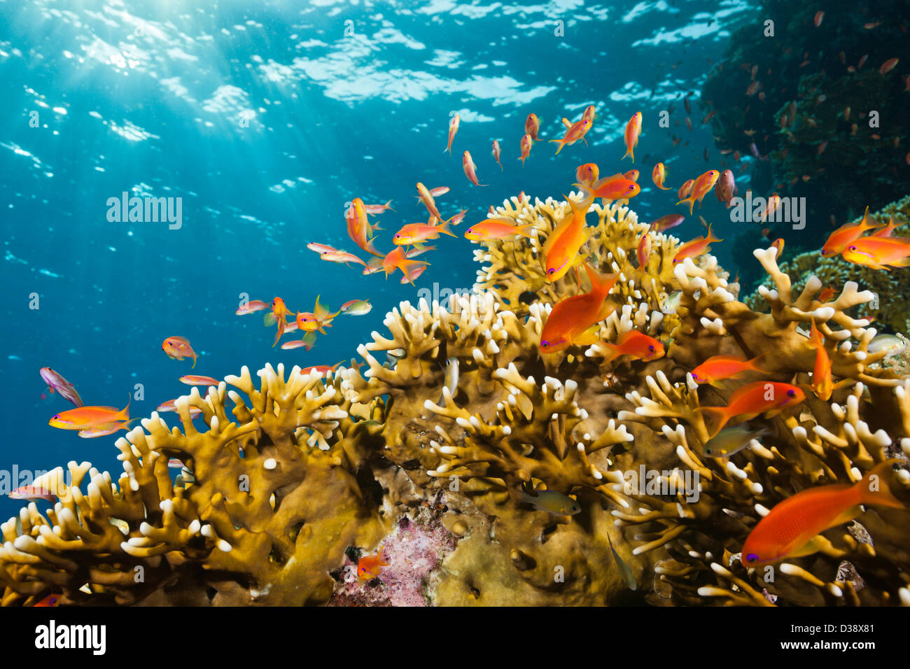 Lyretail Anthias and Fire Corals, Pseudanthias squamipinnis, St. Johns, Red Sea, Egypt Stock Photo