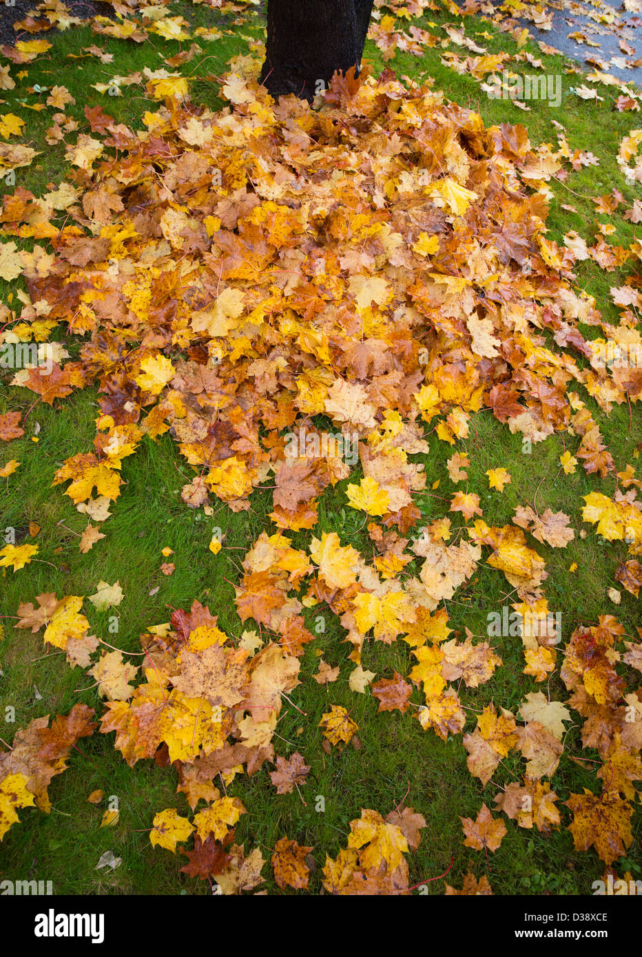 Stack fallen maple leaves hi-res stock photography and images - Alamy