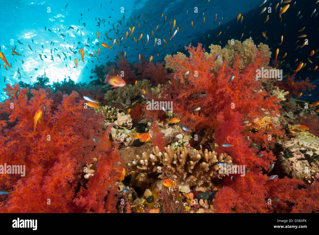 Red Soft Corals, Dendronephthya sp., Shaab Maksur, Red Sea, Egypt Stock Photo