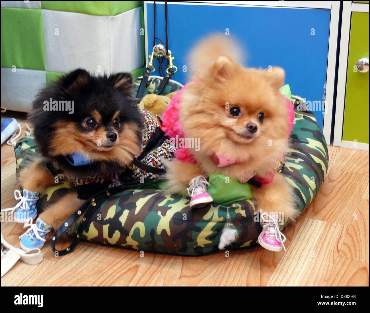 Two dogs called Chanel and Vuitton are dressed in a Pet Accessory Shop on the Chatuchak Weekend Market in Bangkok Stock Photo