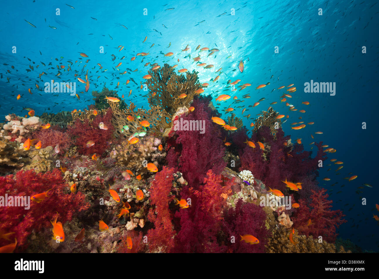 Lyretail Anthias over Reef, Pseudanthias squamipinnis, St. Johns, Red Sea, Egypt Stock Photo