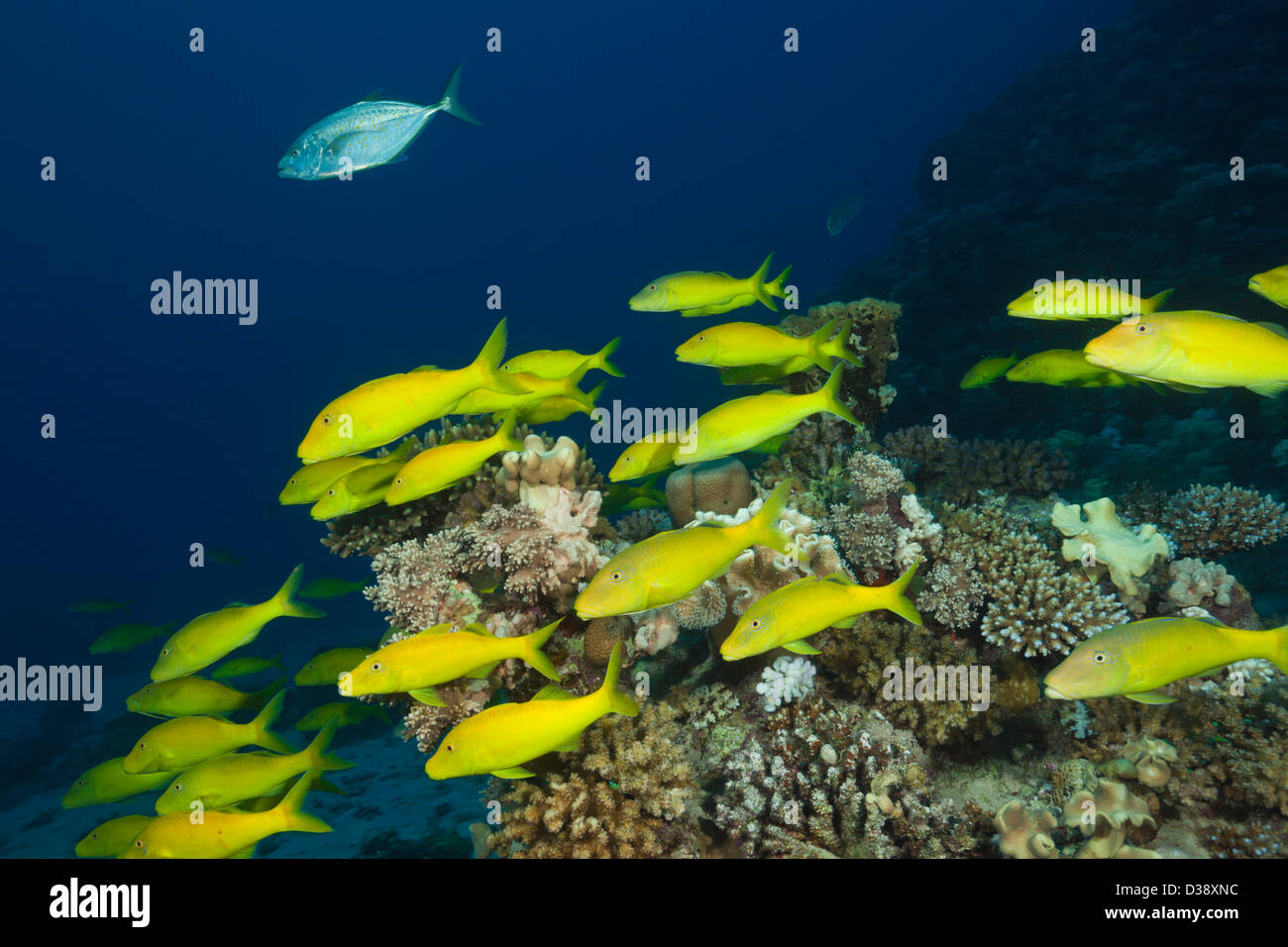 Shoal of Goldspotted Goatfish, Parupeneus cyclostomus, St. Johns, Red Sea, Egypt Stock Photo