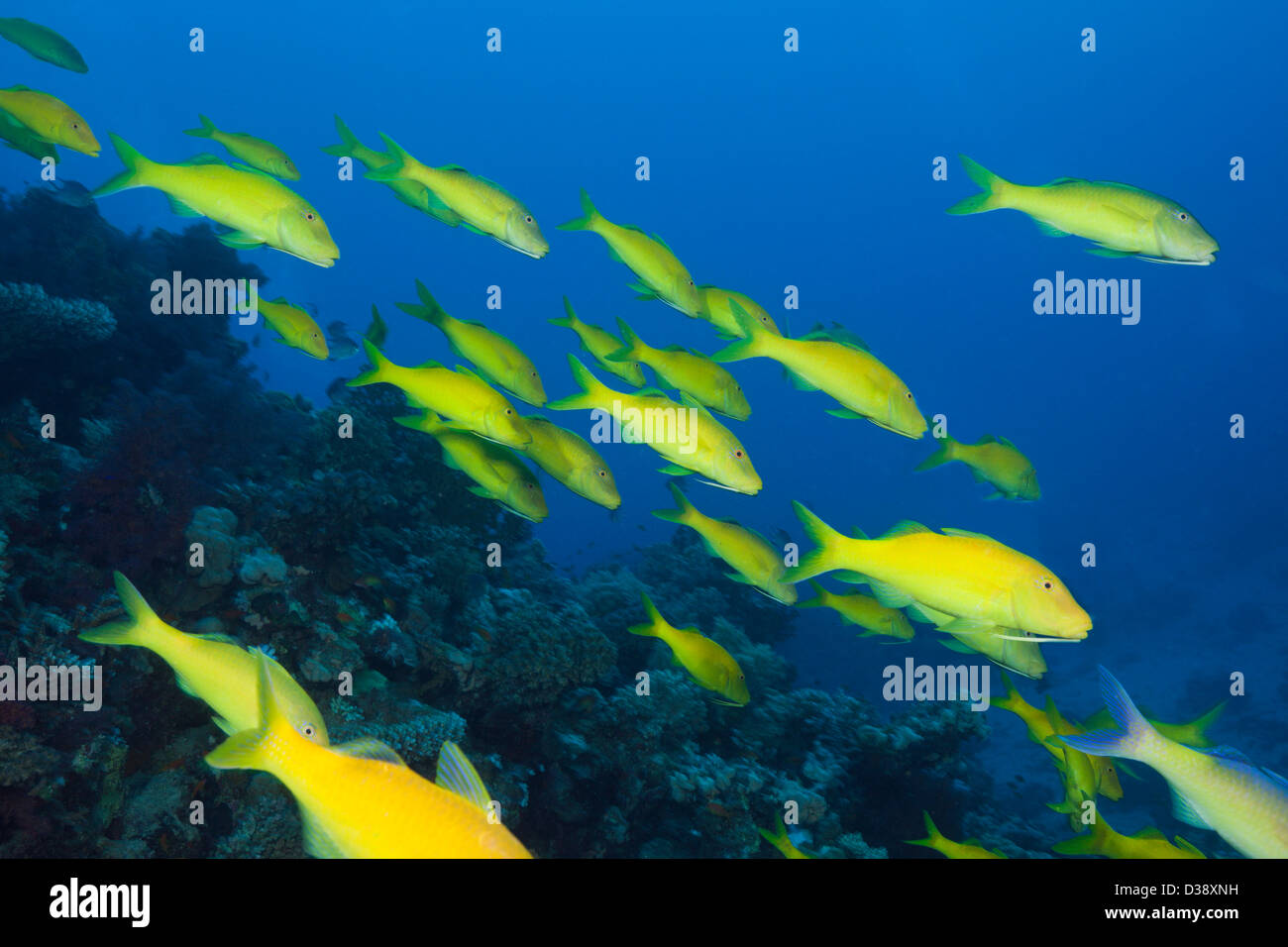 Shoal of Goldspotted Goatfish, Parupeneus cyclostomus, St. Johns, Red Sea, Egypt Stock Photo