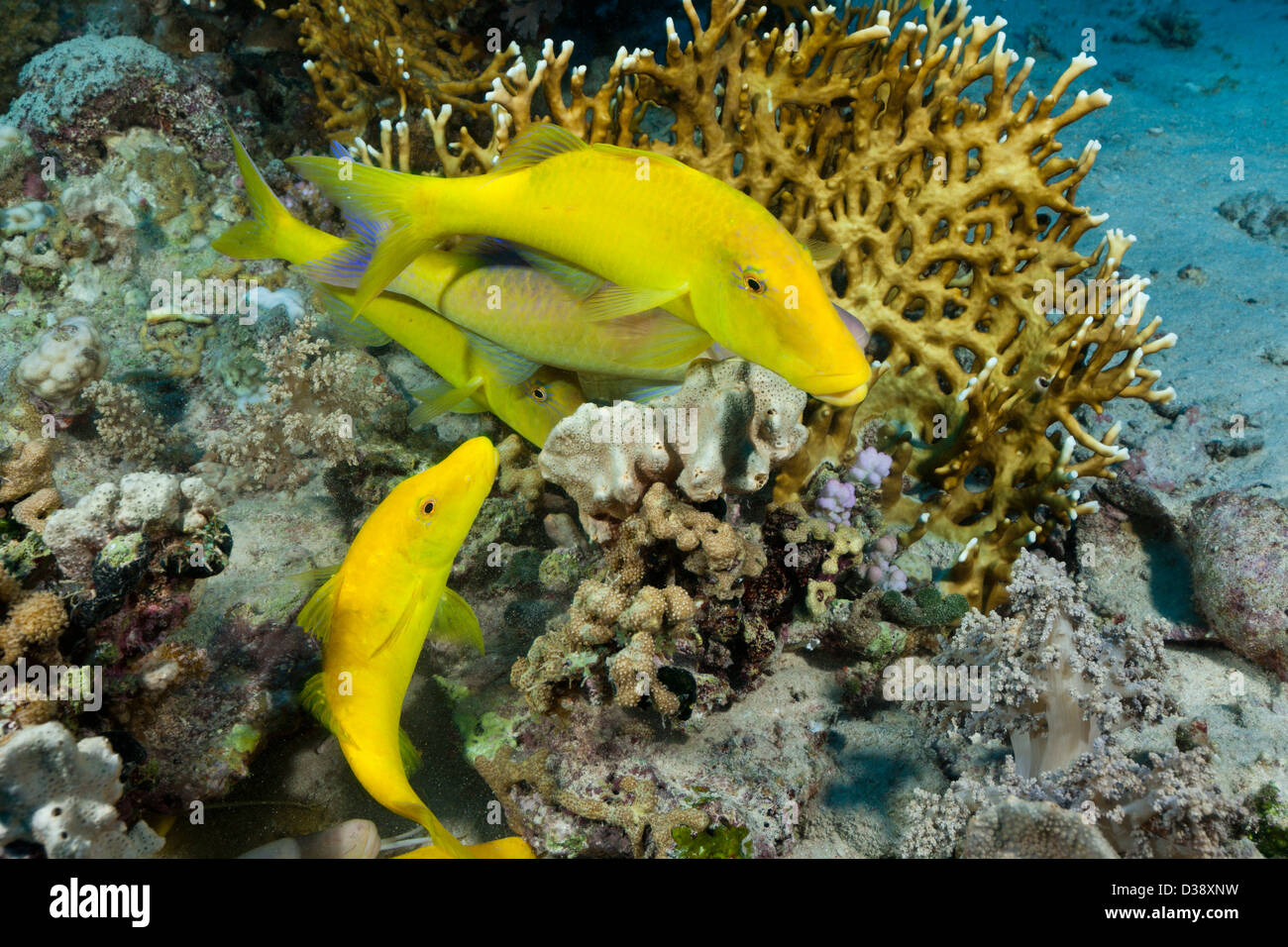 Shoal of Goldspotted Goatfish, Parupeneus cyclostomus, St. Johns, Red Sea, Egypt Stock Photo