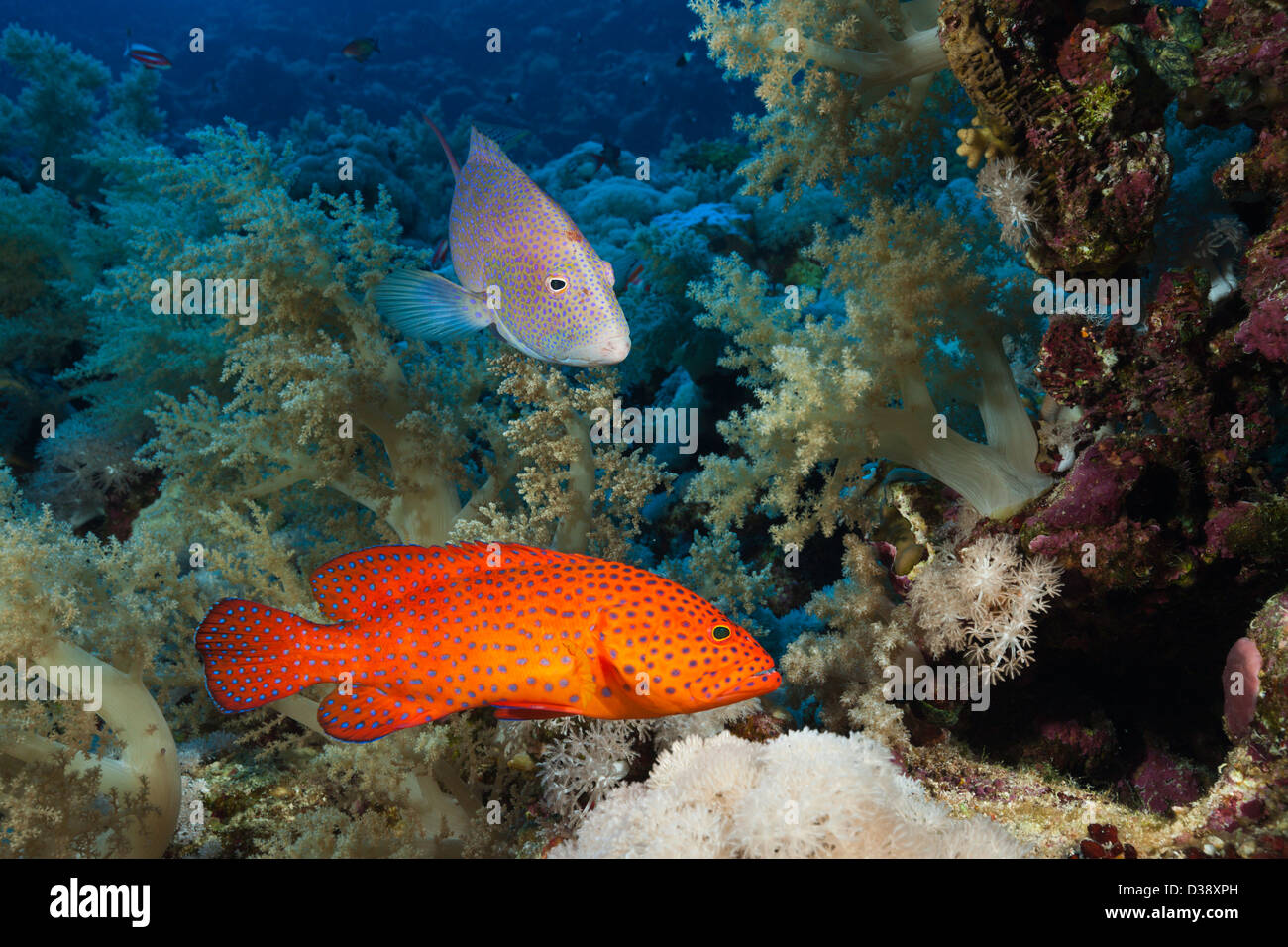 Coral Grouper and Lyretail Grouper, Cephalopholis miniata, Elphinstone, Red Sea, Egypt Stock Photo