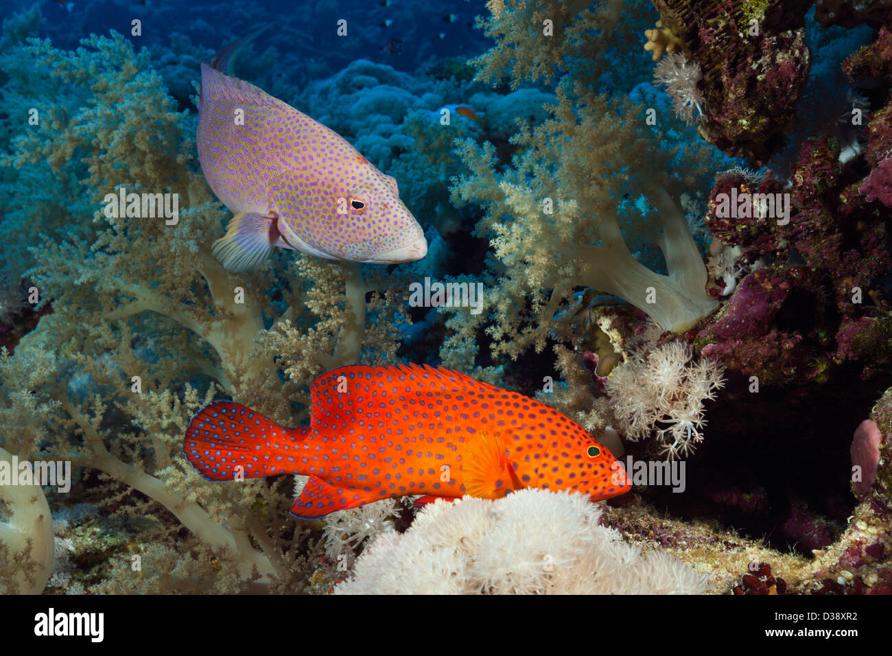 Coral Grouper and Lyretail Grouper, Cephalopholis miniata, Elphinstone, Red Sea, Egypt Stock Photo