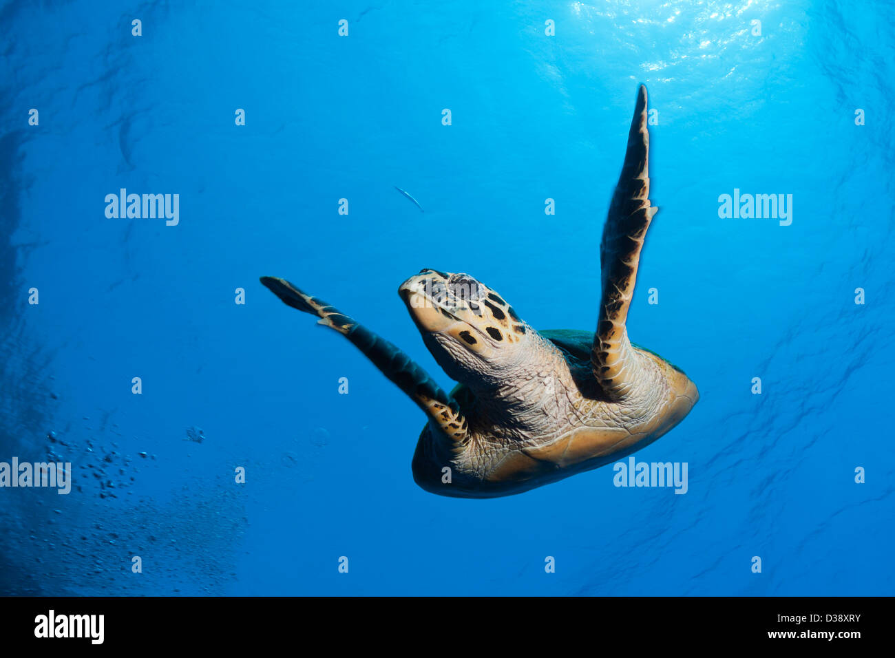 Hawksbill Sea Turtle, Eretmochelys imbricata, Elphinstone, Red Sea, Egypt Stock Photo