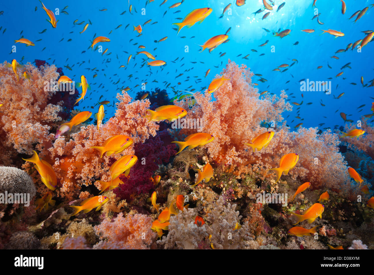 Lyretail Anthias over Reef, Pseudanthias squamipinnis, St. Johns, Red Sea, Egypt Stock Photo