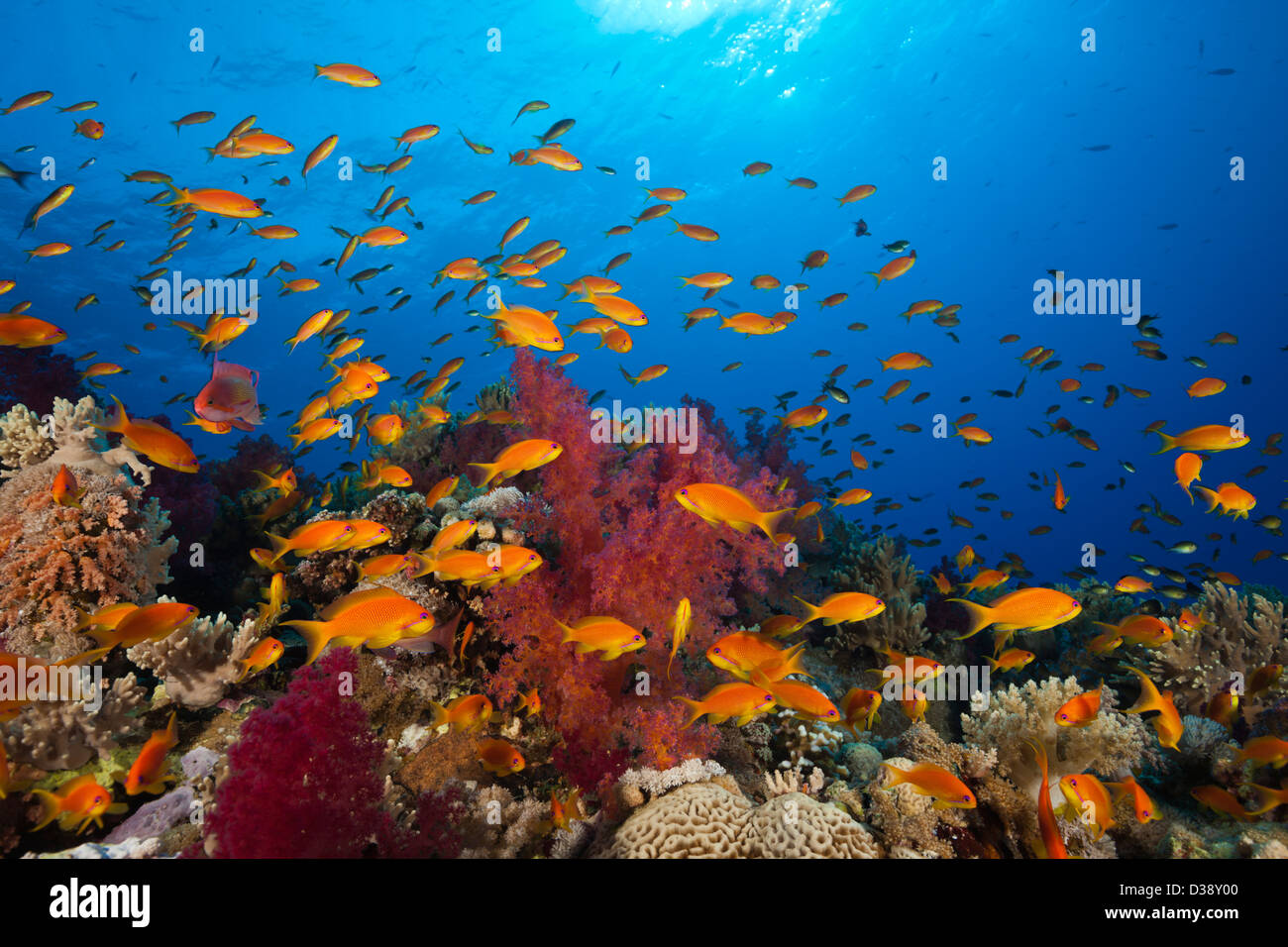 Lyretail Anthias over Reef, Pseudanthias squamipinnis, St. Johns, Red Sea, Egypt Stock Photo