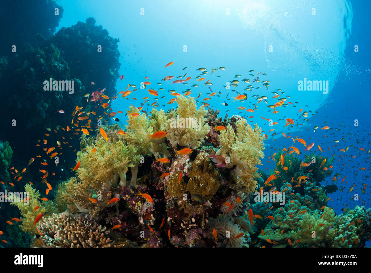 Lyretail Anthias over Reef, Pseudanthias squamipinnis, St. Johns, Red Sea, Egypt Stock Photo