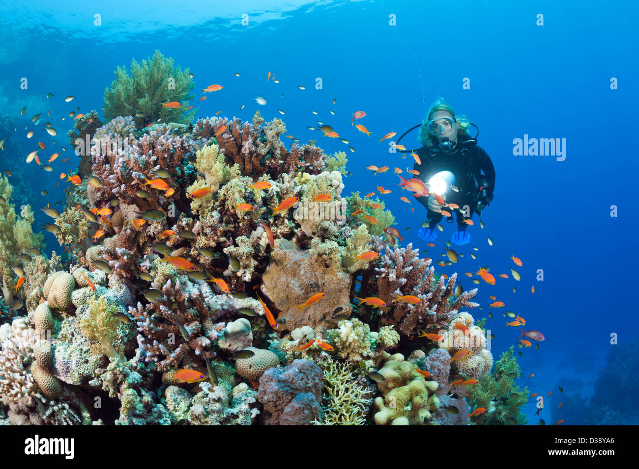 Scuba Diving in Red Sea, St. Johns, Red Sea, Egypt Stock Photo - Alamy