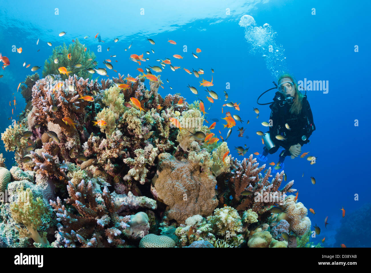 Scuba Diving in Red Sea, St. Johns, Red Sea, Egypt Stock Photo