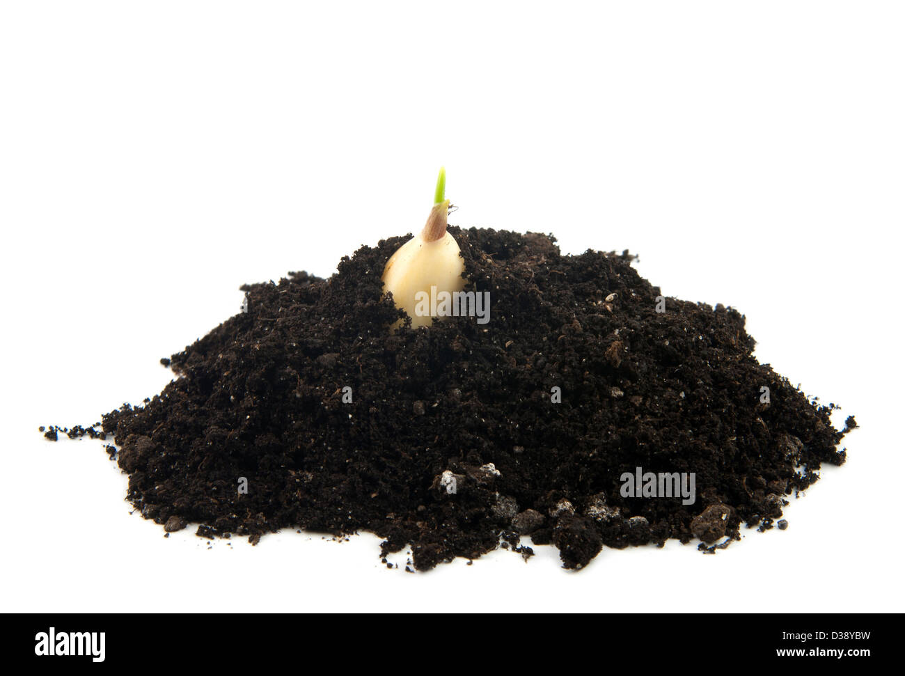 young plant of garlic in soil Stock Photo