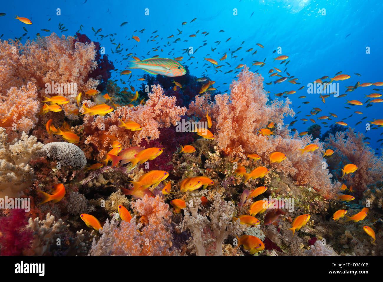 Lyretail Anthias over Reef, Pseudanthias squamipinnis, Elphinstone, Red Sea, Egypt Stock Photo