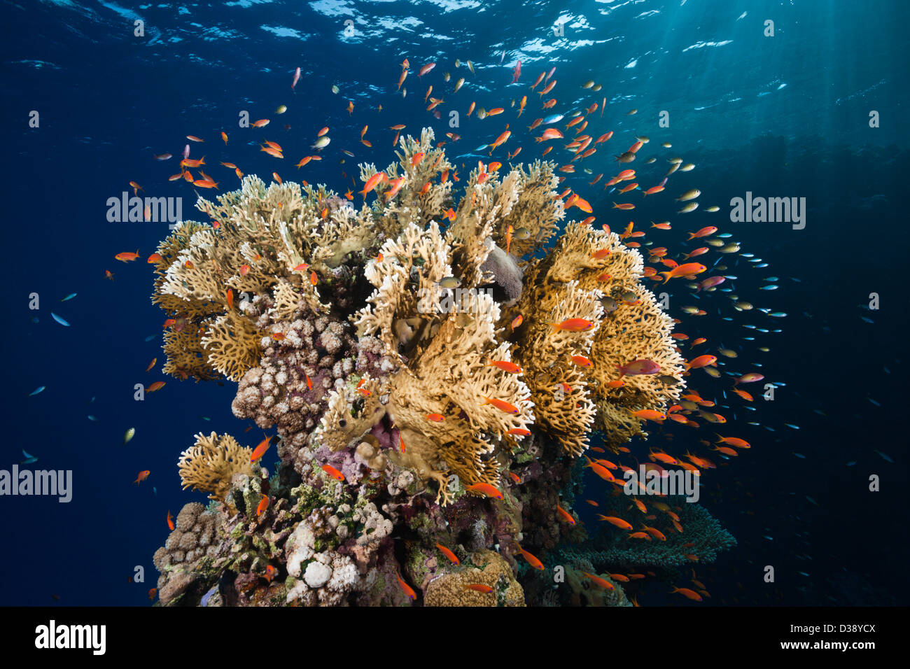 Lyretail Anthias and Fire Corals, Pseudanthias squamipinnis, Elphinstone, Red Sea, Egypt Stock Photo