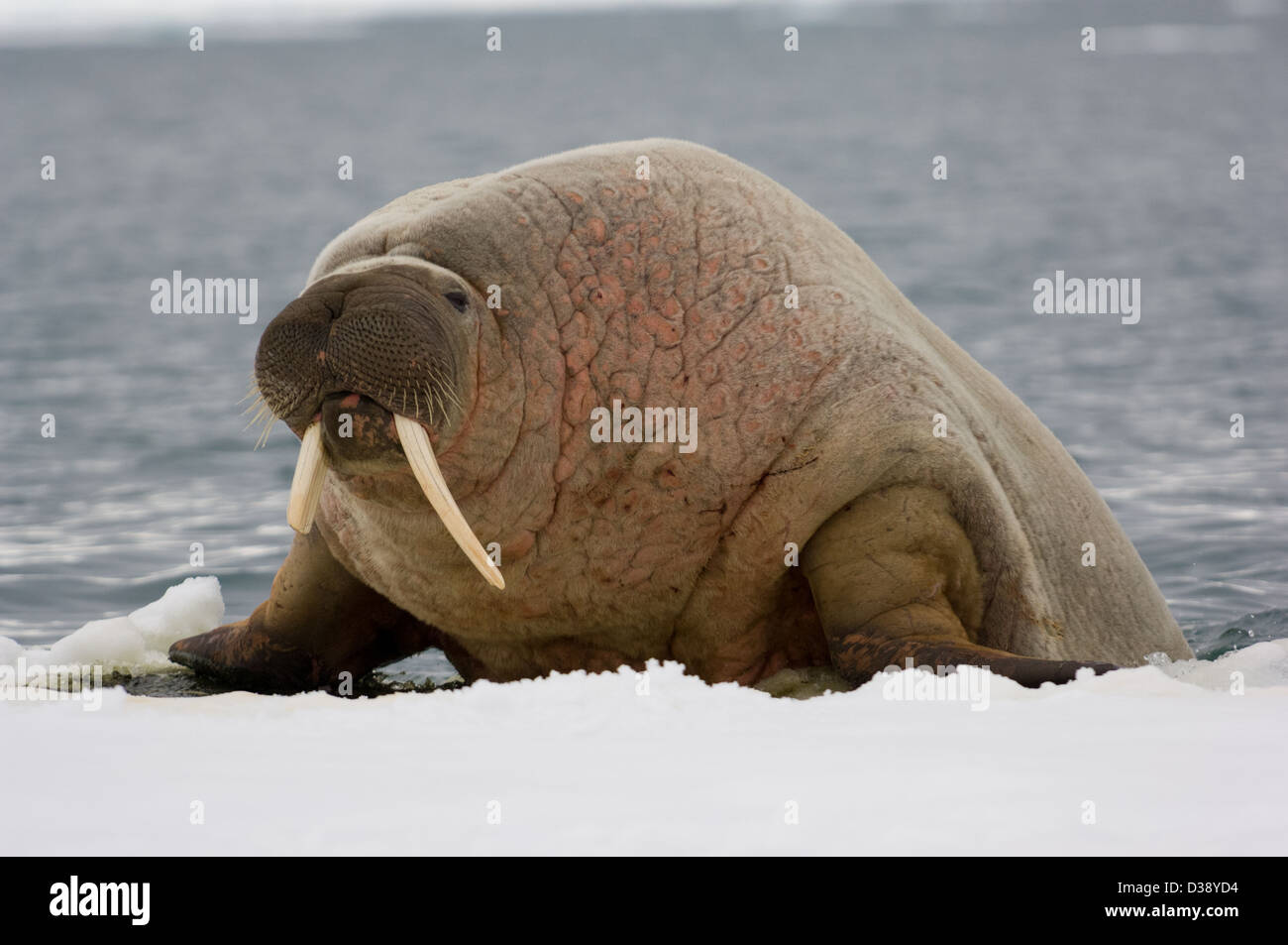 Large Walrus (Odobenus rosmarus) with broken tusk half on an ice floe at Kapp Lee, Edgeøya Island, Svalbard Archipelago, Norway Stock Photo