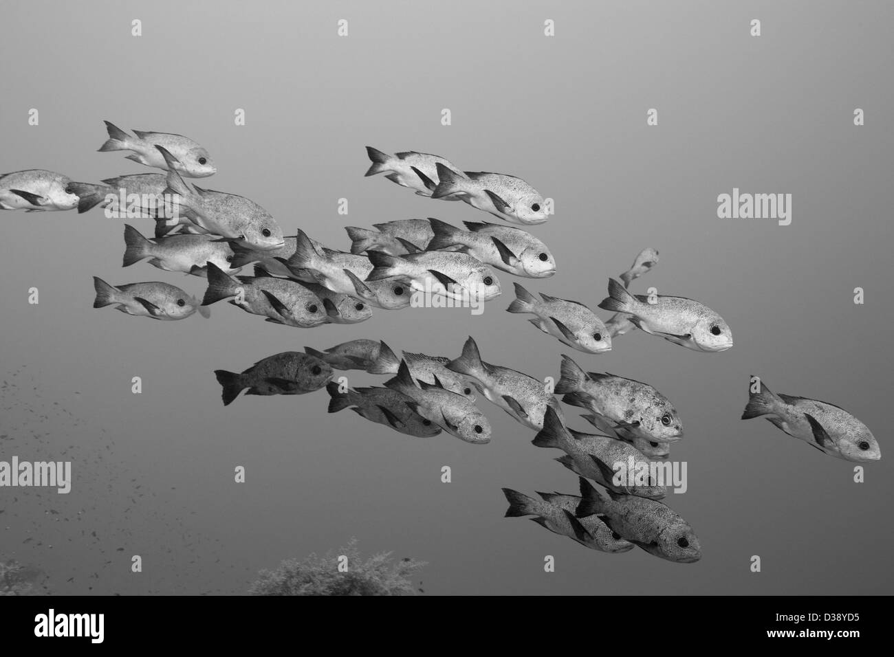 Shoal of Black Snapper, Macolor niger, St. Johns, Red Sea, Egypt Stock Photo