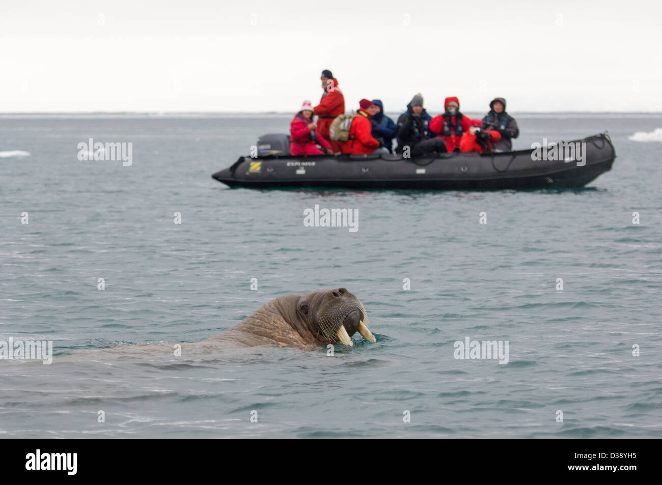 Walrus (Odobenus rosmarus) swimming in the sea at Kapp Lee, with a zodiac inflatable boat of tourists behind, Edgeøya Island, Svalbard Archipelago, Norway Stock Photo