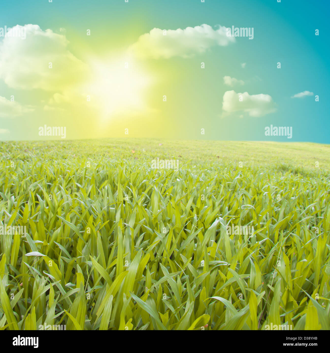 Green field,blue sky and sun Stock Photo - Alamy