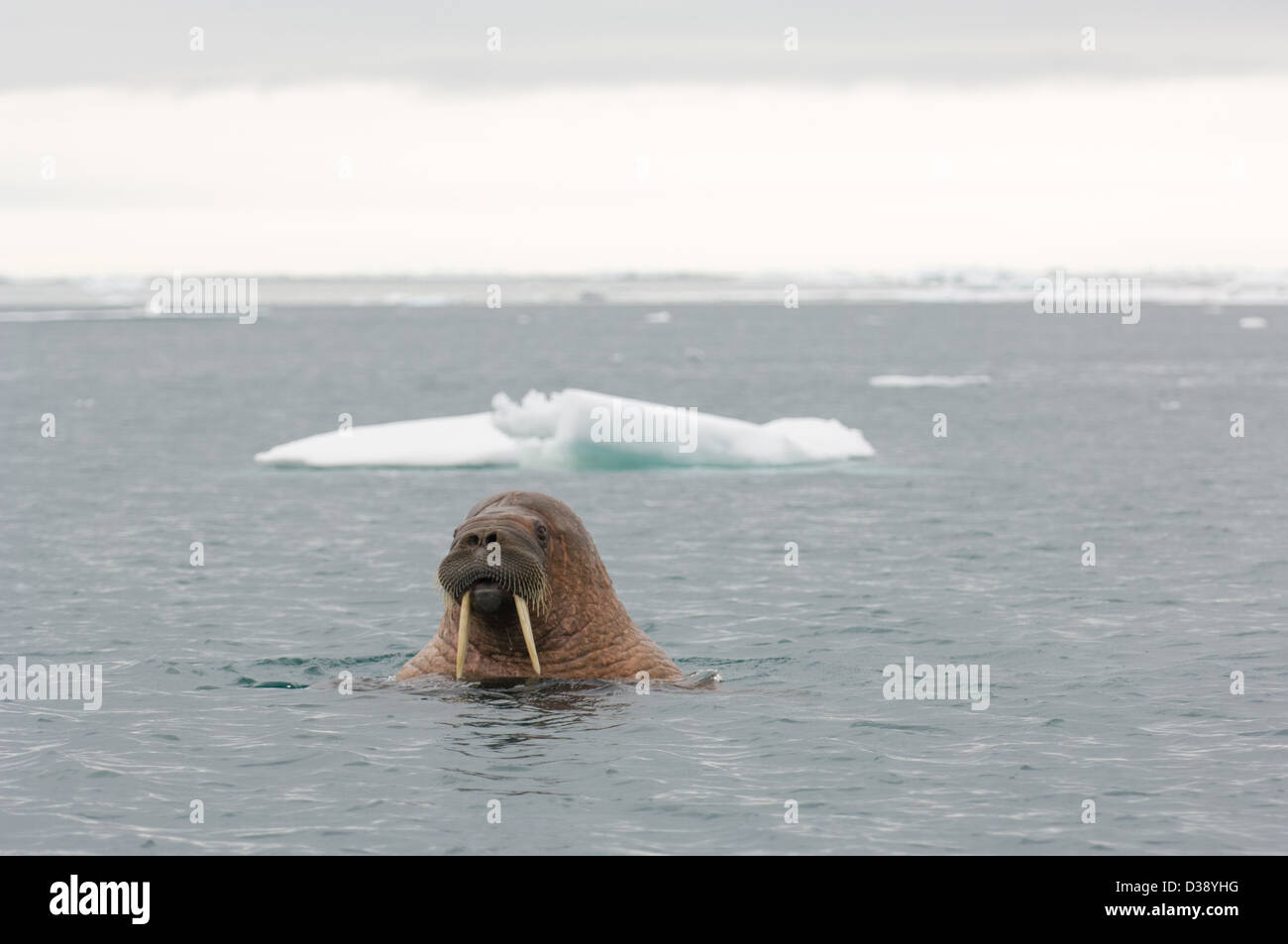 Walrus (Odobenus rosmarus) swimming in the sea at Kapp Lee, Edgeøya Island, Svalbard Archipelago, Norway Stock Photo