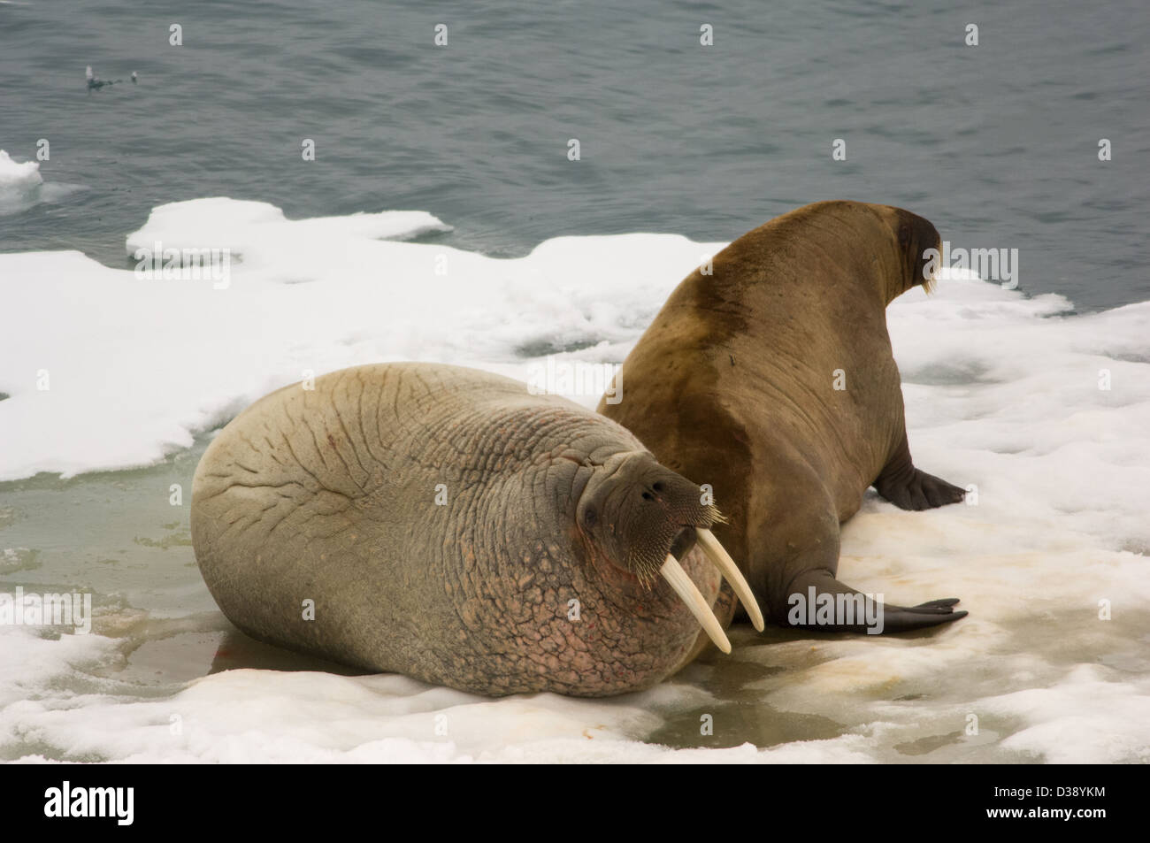 Walrus (Odobenus rosmarus) on floating ice floe, near Kapp Lee, Edgeøya Island, Svalbard Archipelago, Norway Stock Photo