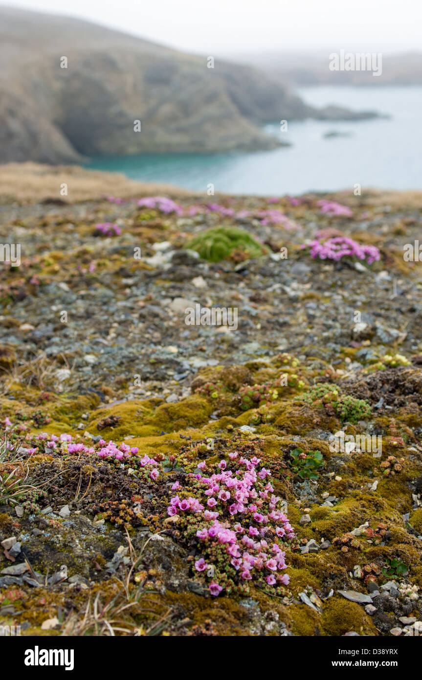 Purple saxifrage (Saxifraga oppositifolia) flowering, Valrossbukta, Bear Island (Bjørnøya), Svalbard Archipelago, Norway Stock Photo
