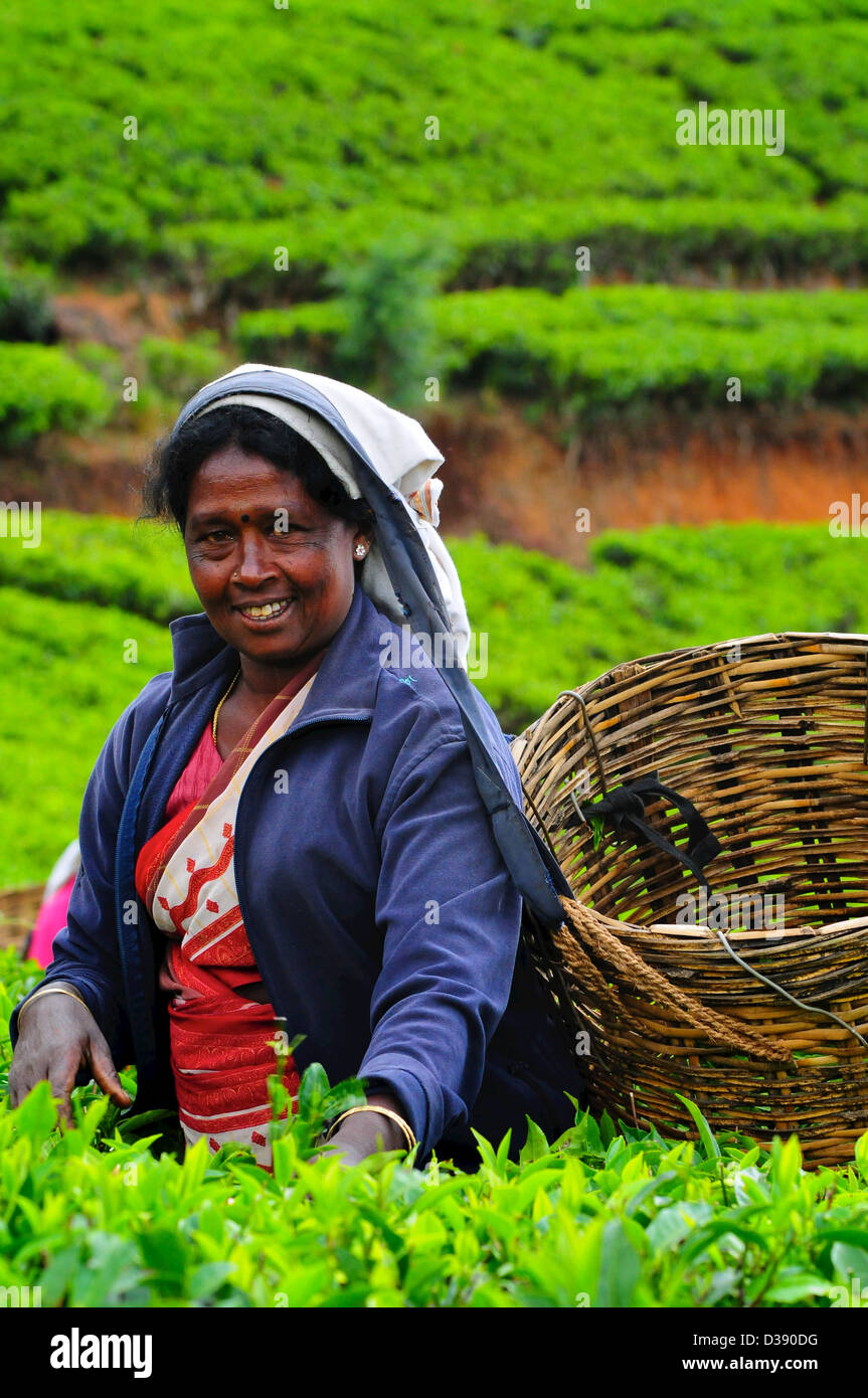 Lady picking tea in the Nuwara Elia tea country area, Sri Lanka Stock Photo