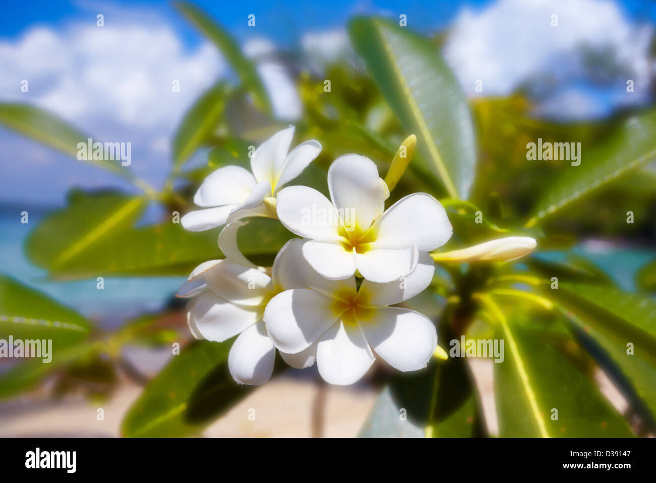 Tropical white flower thailand hi-res stock photography and images - Alamy