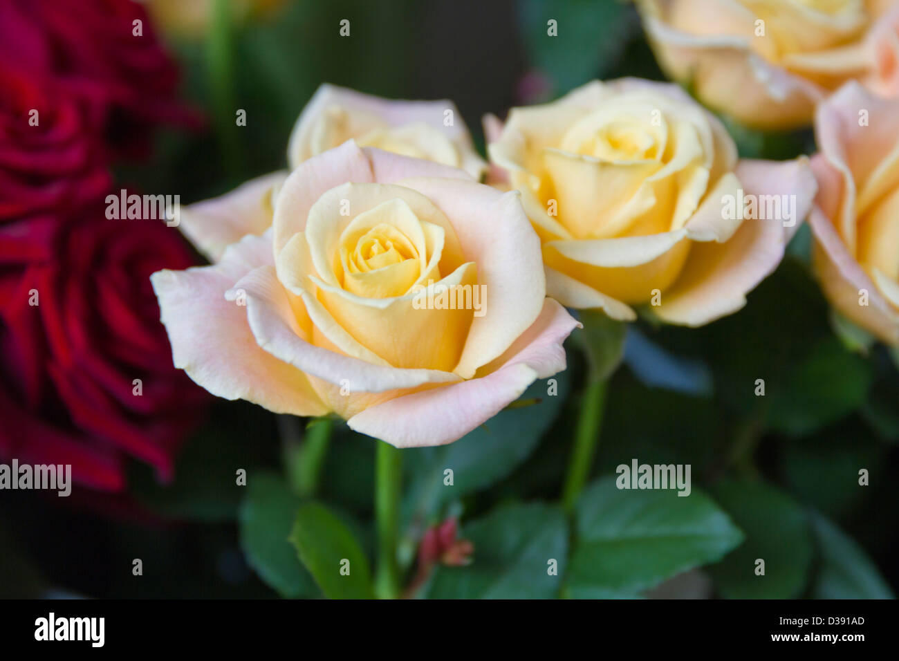 Pink and Red Roses Stock Photo